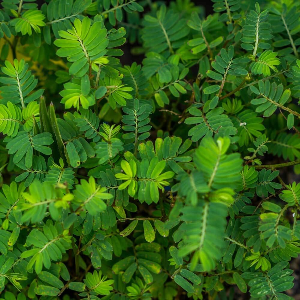 Outsidepride Partridge Pea Seeds - 1000 Pcs. Annual, Drought Tolerant & Fast Growing, Pasture Seeds for Planting Dense Foliage & Large Yellow Blooms for Xeriscaping & Pollinator Gardens