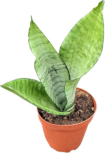 Planta de serpiente de luna viva, Sansevieria Trifasciata, planta de interior en maceta de 4 pulgadas con tierra