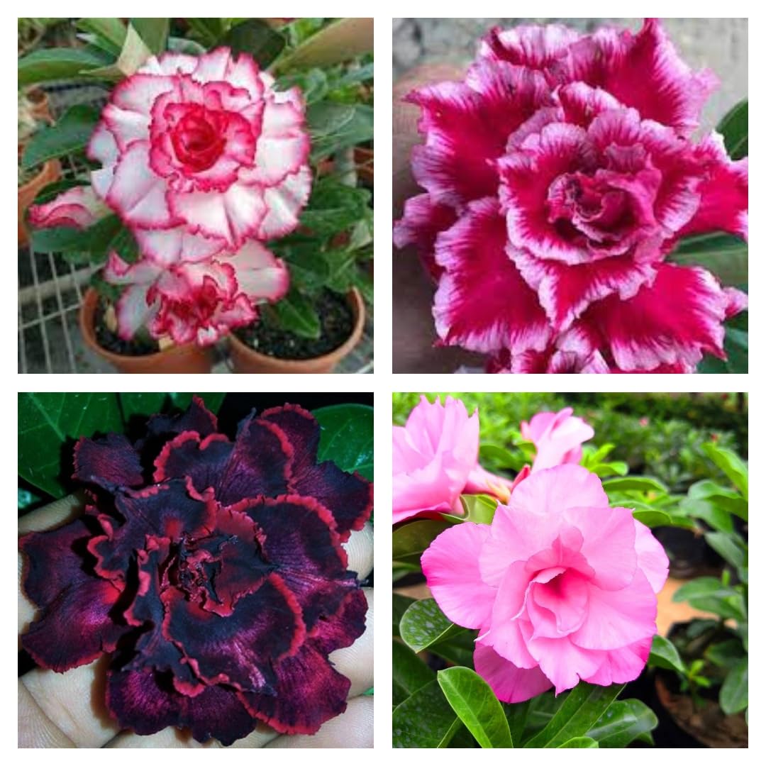 Hybrid Adenium Live Plant Combo Pack Of Four (4 Plant Pack) Multicolor Rosey Plant (B0D4DKVL9H) Amazon Price History, Amazon Price Tracker