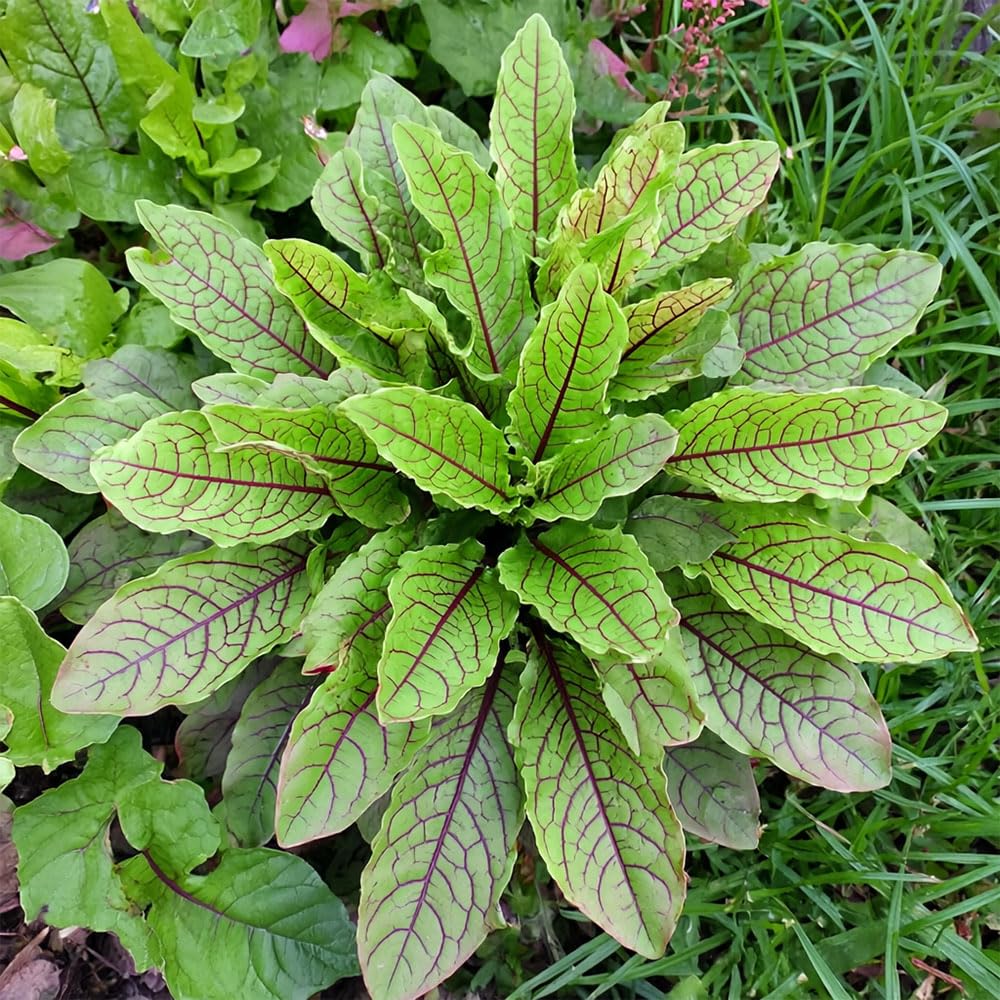 Sorrel Red Veined Seeds – Add Flavour to Salads & Soups – for Your Beautiful Kitchen Garden