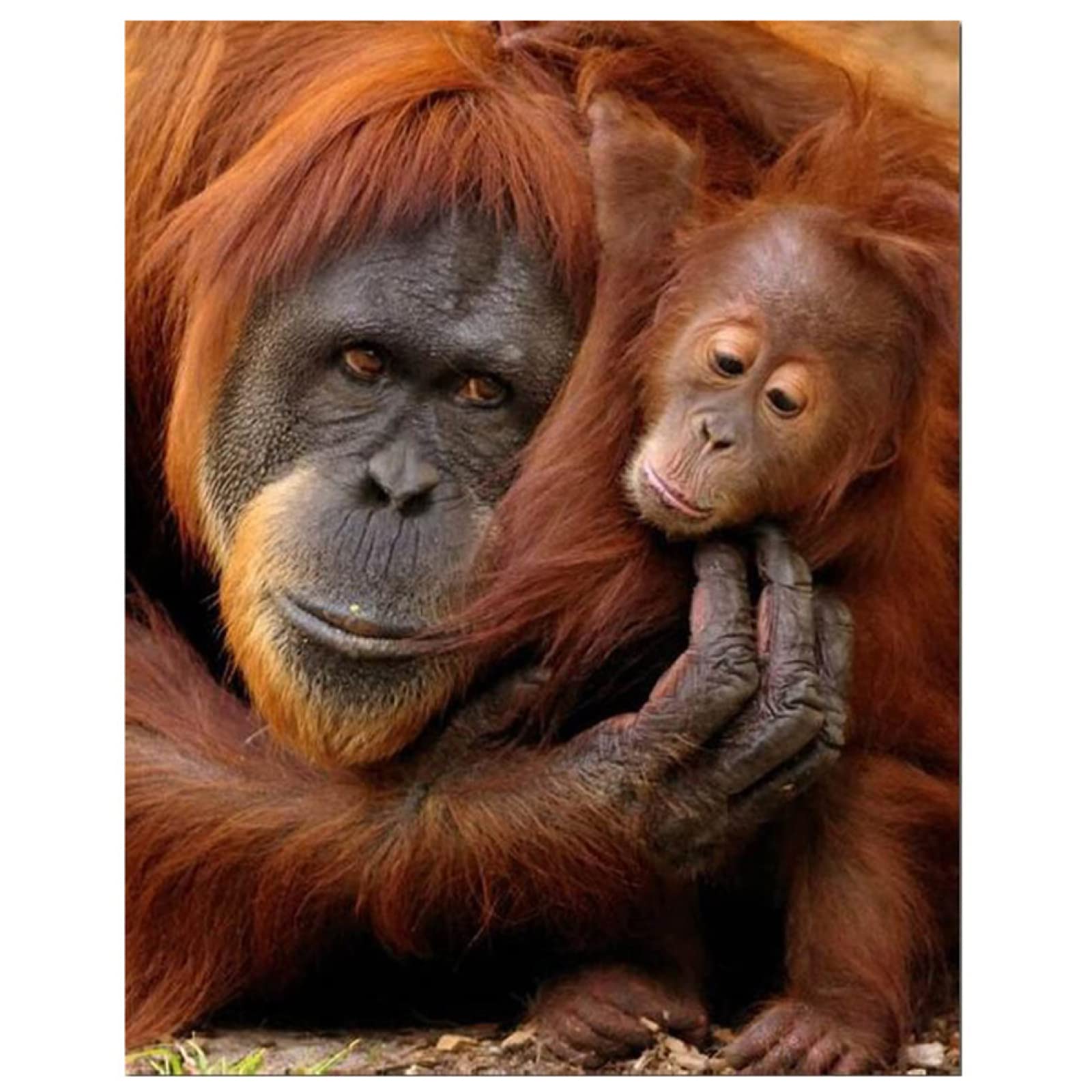 DIY 5D Diamond Painting Kits for Adults and Kids Mother and Baby Orangutan Diamond Art Kits Full Drill Crystal Embroidery Painting Arts Crafts for Home Wall Decoration Gifts Round Drill 60x90cm