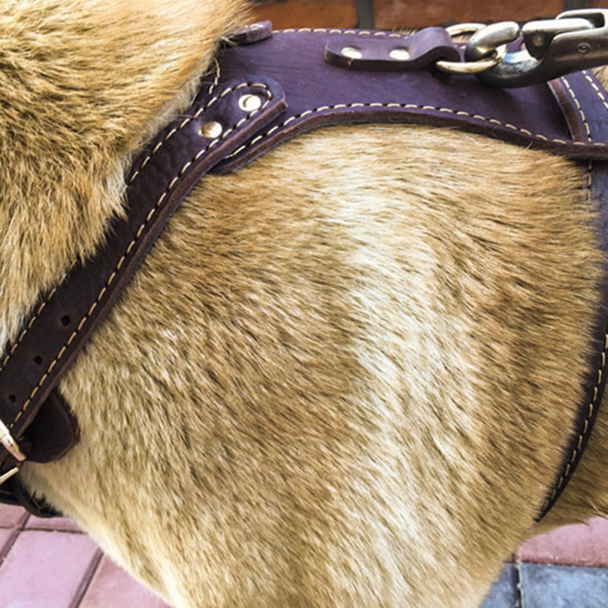 Grande in e Regolabile Pelle per Cani Sicura, Circonferenza Toracica 85-90cm con e Sport con Domestici