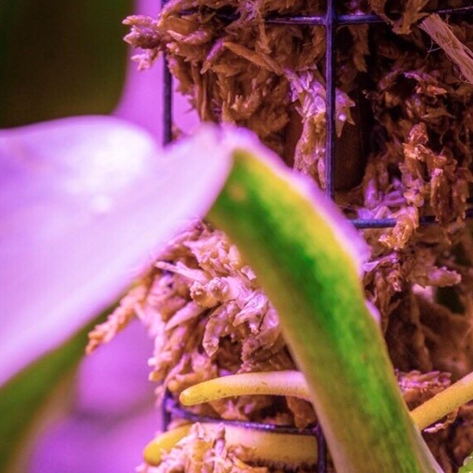 Moosstäbchen für Monstera-Pflanzen - Automatische Bewässerung Sphagnum Pflanzstäbe | Echte Moosstäbe Handgefertigte Topfpflanze Rankhilfe Automatische Bewässerung Moosstangen Pflanze Klettergerüst