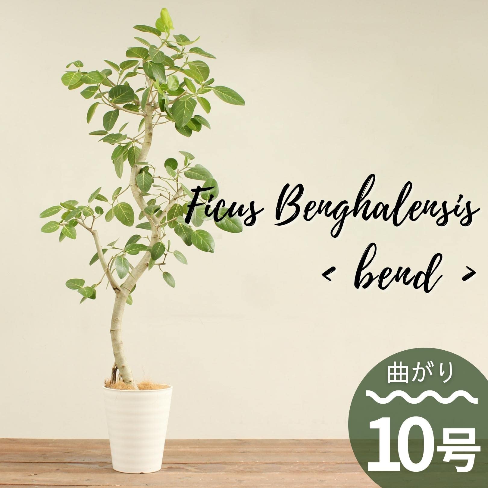 Amazon｜フィカスベンガレンシス 10号 曲がり 受け皿付 【観葉植物 