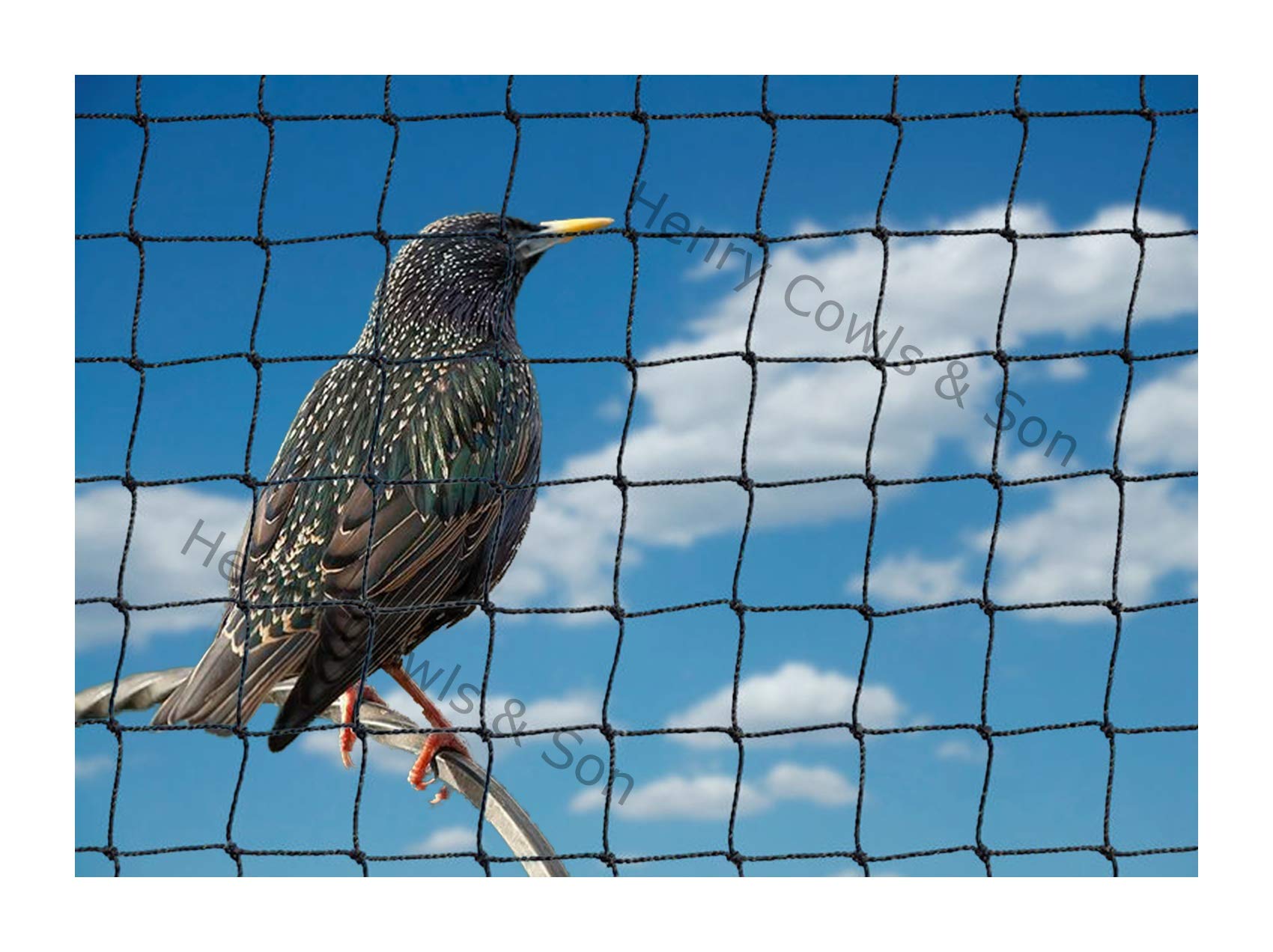 Buy Bird Netting For the Garden 5m x 5m 28mm Anti Starling Knotted 1 1/