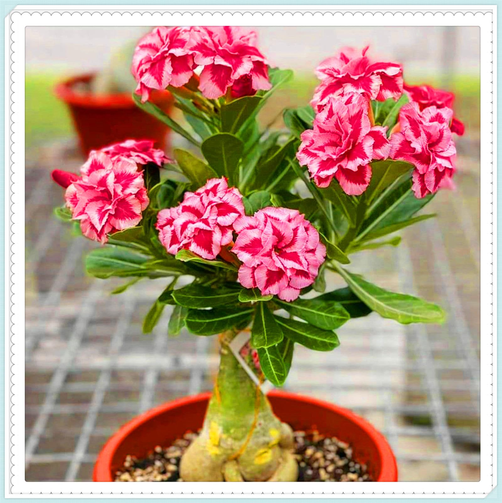 Drought-Tolerant Desert Rose Tubers & Perennial Plants, Cold Hardy Varieties Flowering All Year, Great for Planting and Beautiful Garden Displays-5bulbs-C