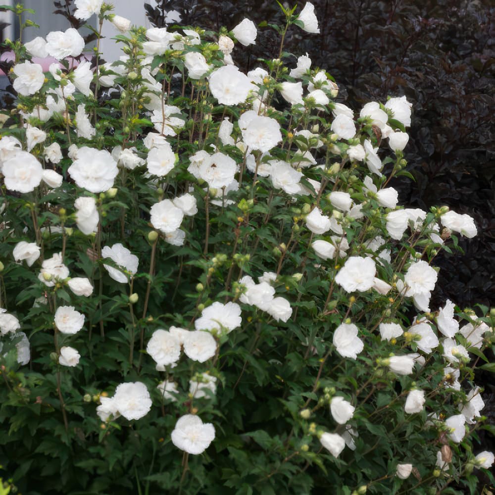 Hibiscus 'White Chiffon'. 9cm Plant x 2. AGM Winner. Pure White Flowers