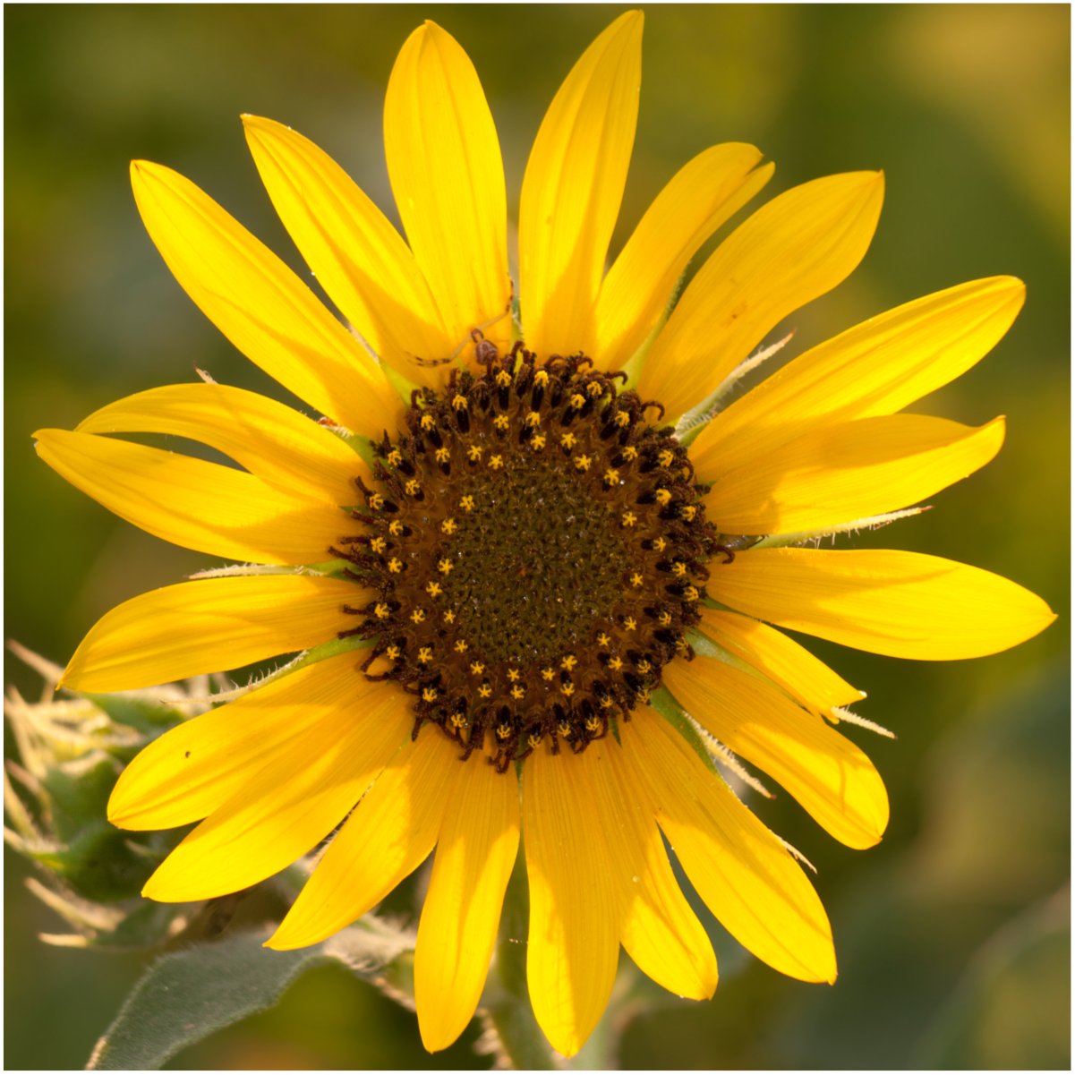 Amazon.com : Seed Needs Sunflower Seeds for Planting an Outdoor