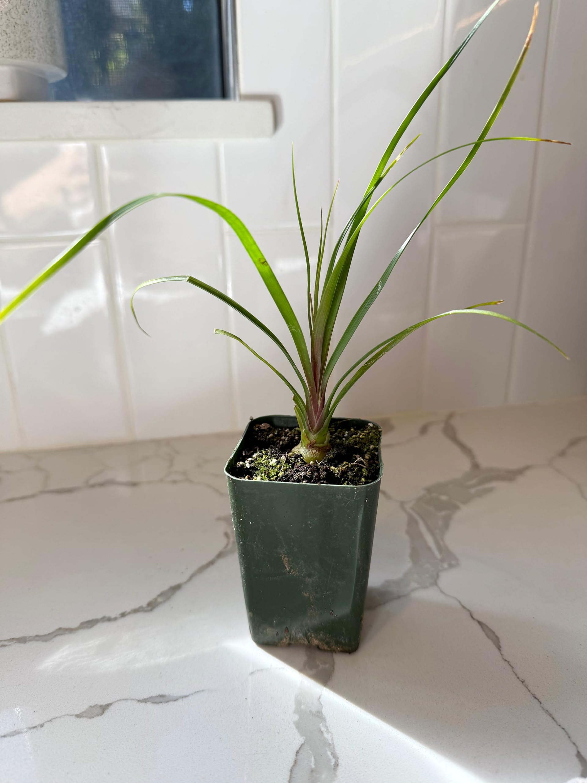 MyShelfie Ponytail Palm