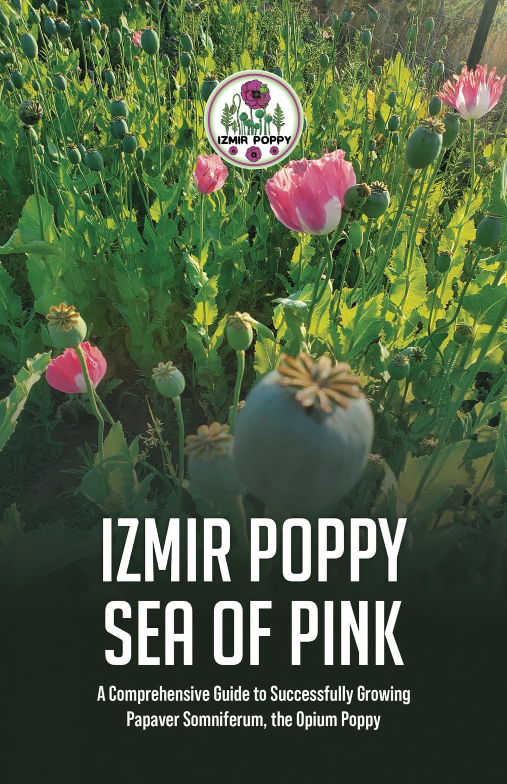 Izmir Poppy Sea of Pink: A Comprehensive Guide to Successfully Growing Papaver somniferum, the Opium Poppy