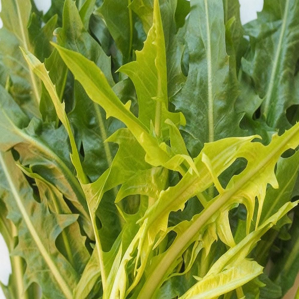 Chicory ‘Catalogna Frastagliata’ Seeds – Organic Crisp Leaf Variety – Fast Growing, Productive Cut-and-Come-Again Salad Green — image 1