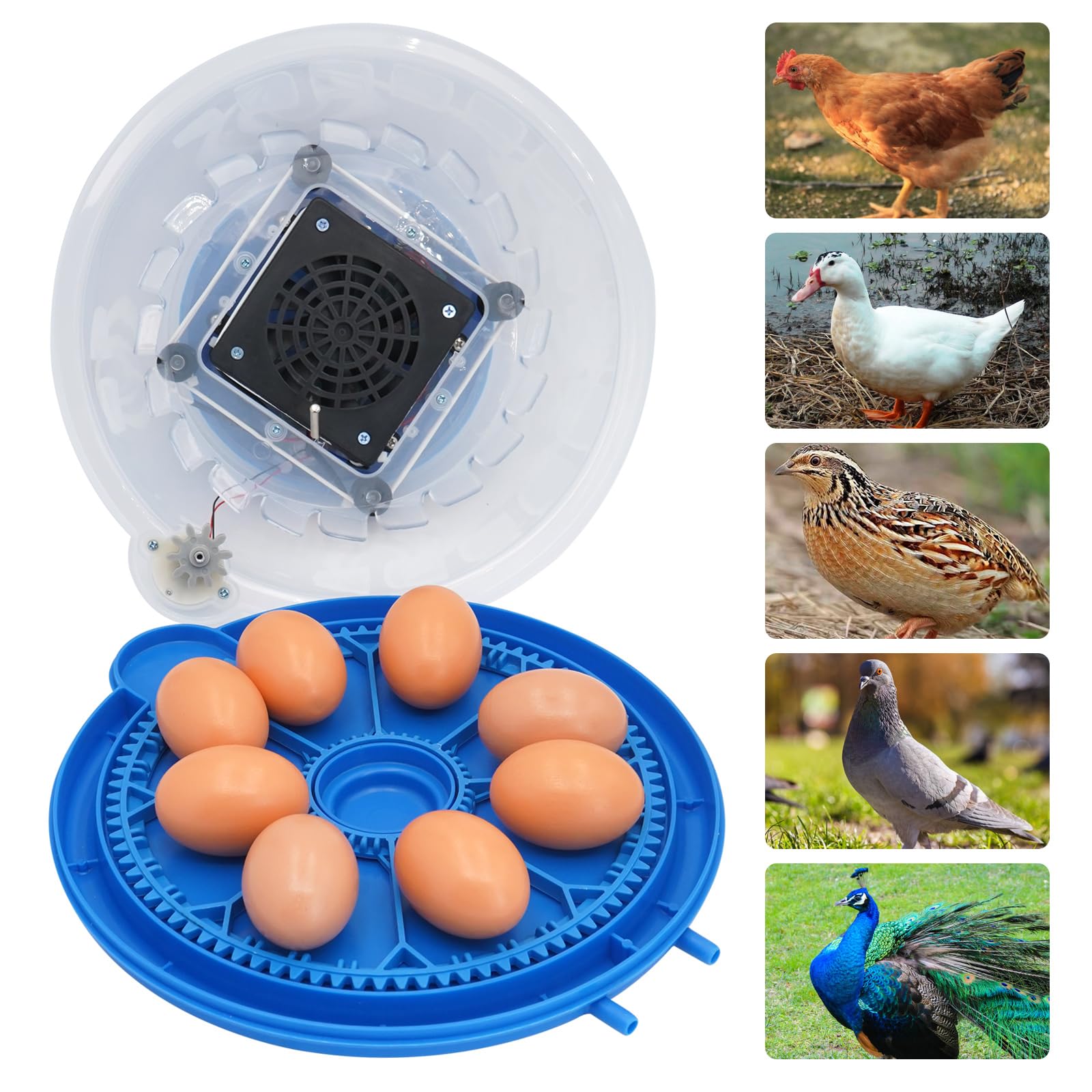 Incubadora Huevos Gallina Automatica,Incubadora Para 8 Huevos, Incubadora Para Giro AutomáTico de Huevos y Control de Temperatura, Pantalla LED Digital, Adecuada Para Patos Gansos Palomas Codornices