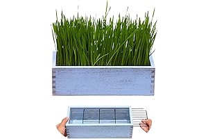 Vintage Blue Wooden Cat Grass Planter with Dig Deterrent Design