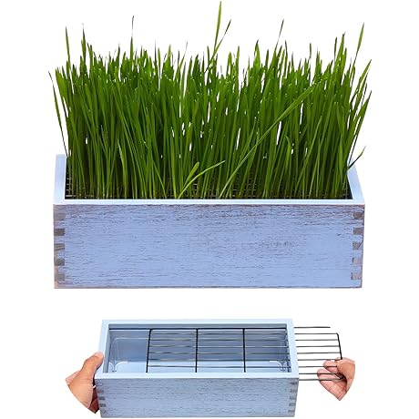 Vintage Blue Wooden Cat Grass Planter with Dig Deterrent Design