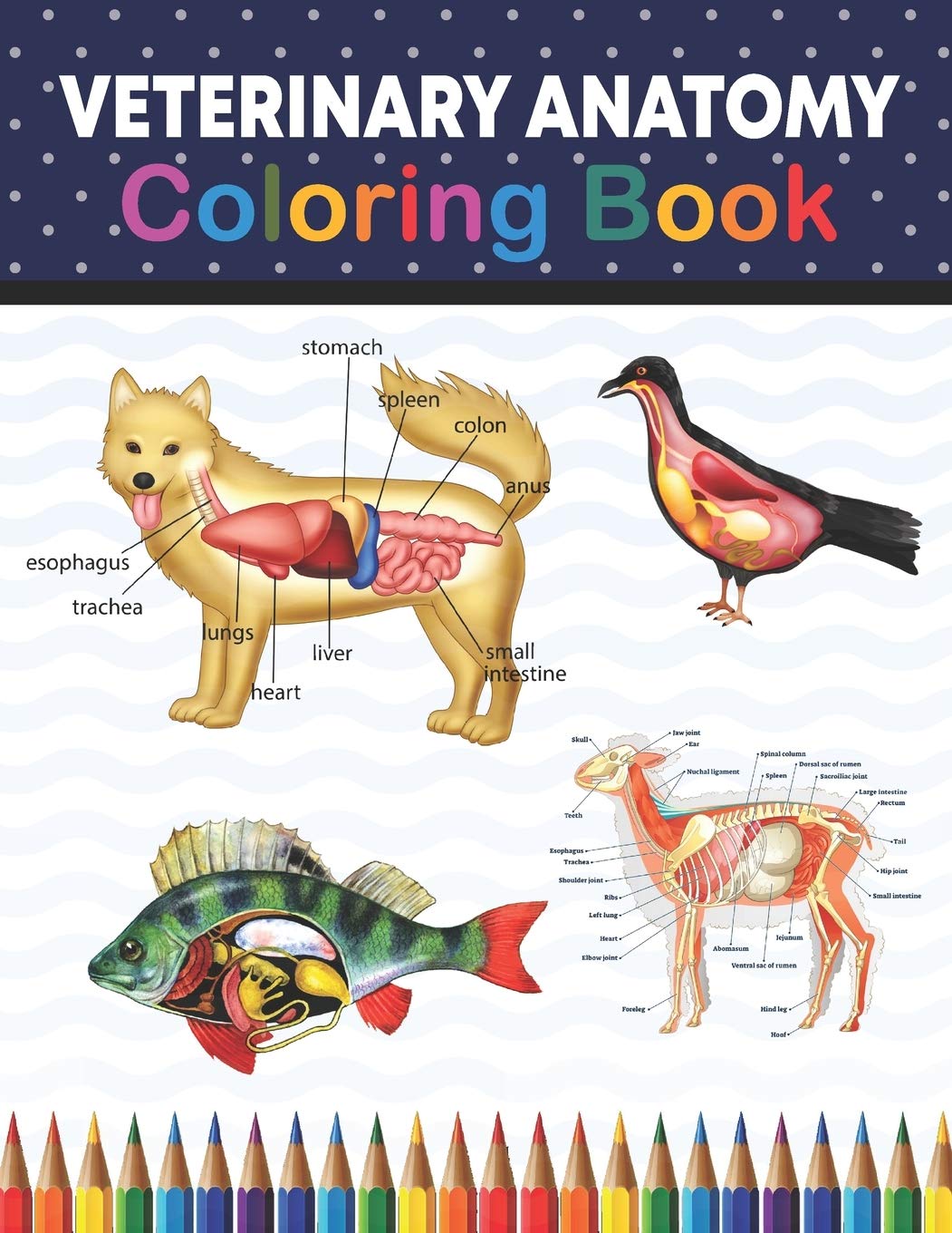 Buy Veterinary Anatomy Coloring Book Animal Anatomy and Veterinary