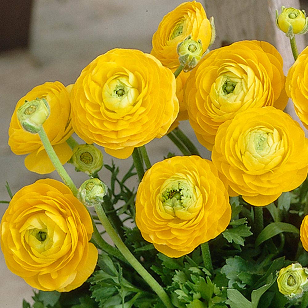 plantogallery Flower Bulbs | Spacial Winter Season Flower Bulbs (Pack of 5 Bulbs Ranunculus Yellow), (LG-PLFB-18) (B083DMZZYQ) Amazon Price History, Amazon Price Tracker