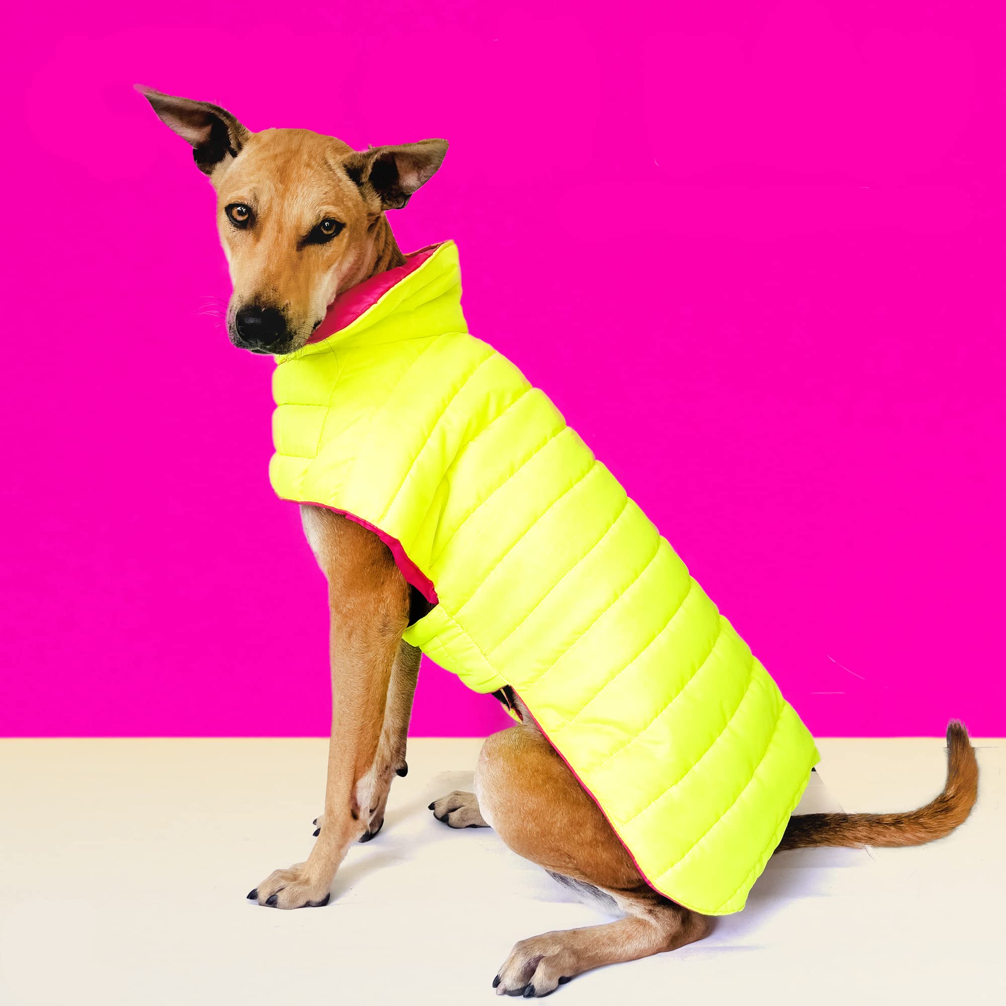 That Dog In Tuxedo Colour Pop Puffer Dog Winter Jacket for Pets/Reversible Dog Jacket (22) (B09QJ1W8FJ) Amazon Price History, Amazon Price Tracker