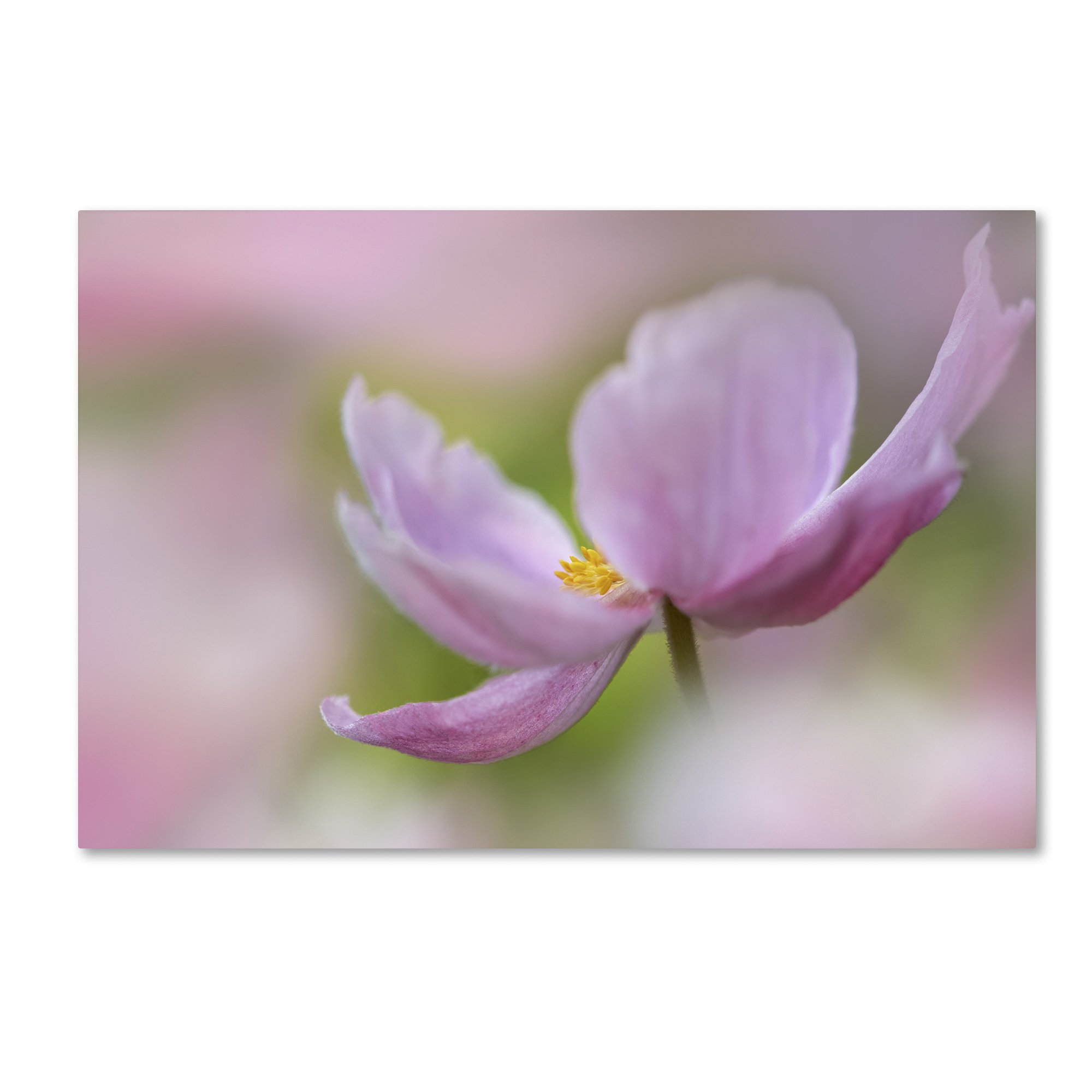 Amazon.com: Trademark Fine Art ALI1688-C3047GG Pink Anemone