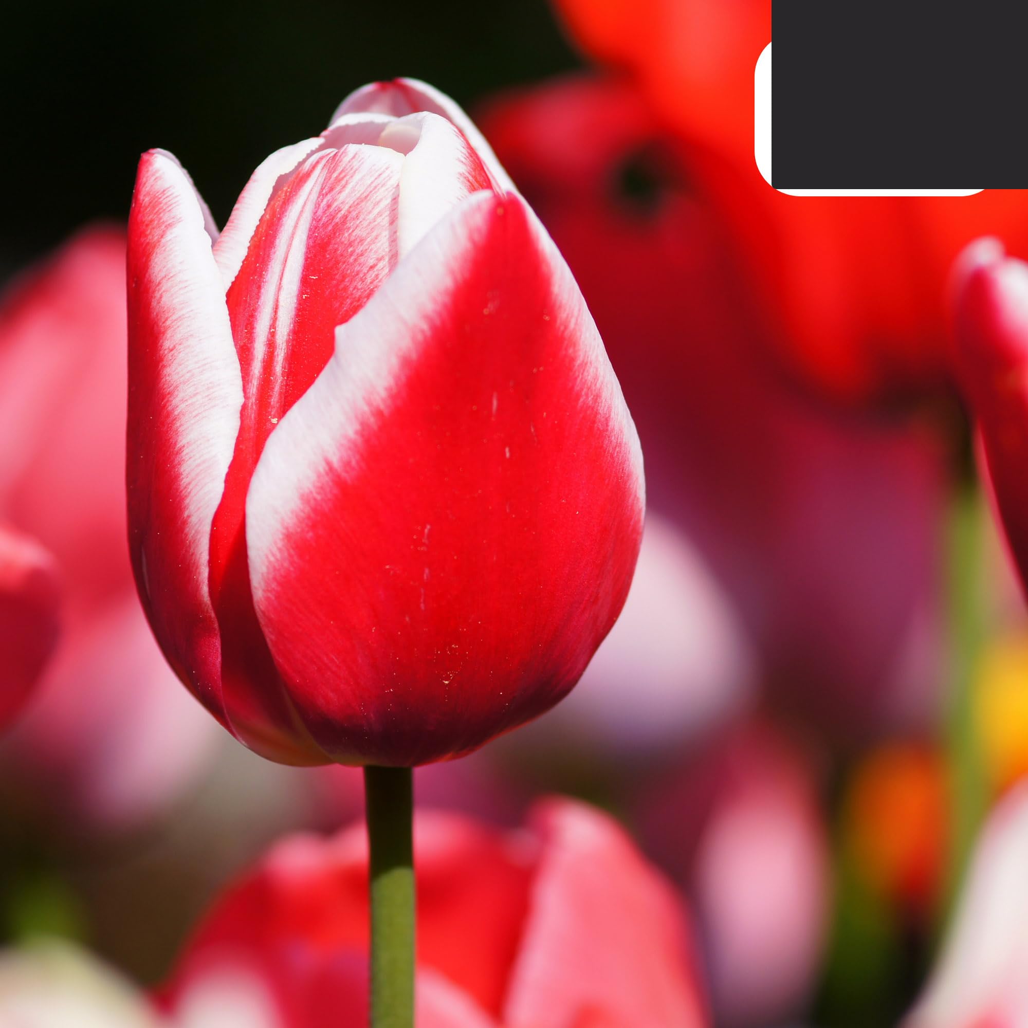 Bulbos de tulipán Candy Apple Delight | 20 Piezas - Tulipán rojo y blanco - 30-50cm - Ø10-12cm - Multitrato - bulbo de flor - Planta de jardín