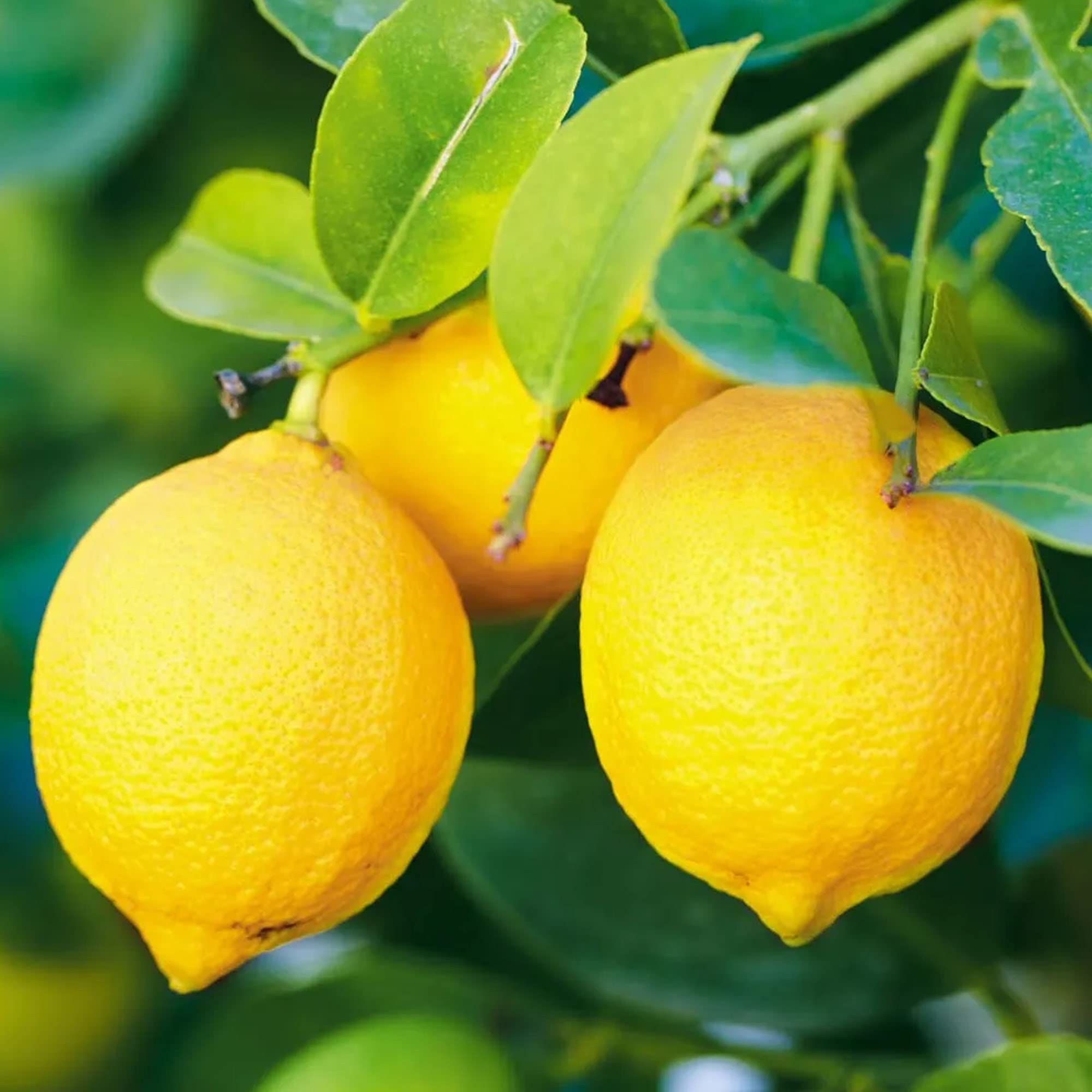 Großer Zitronenbaum - Züchte dein eigenes Obst zu Hause im Innen- oder Außenbereich.