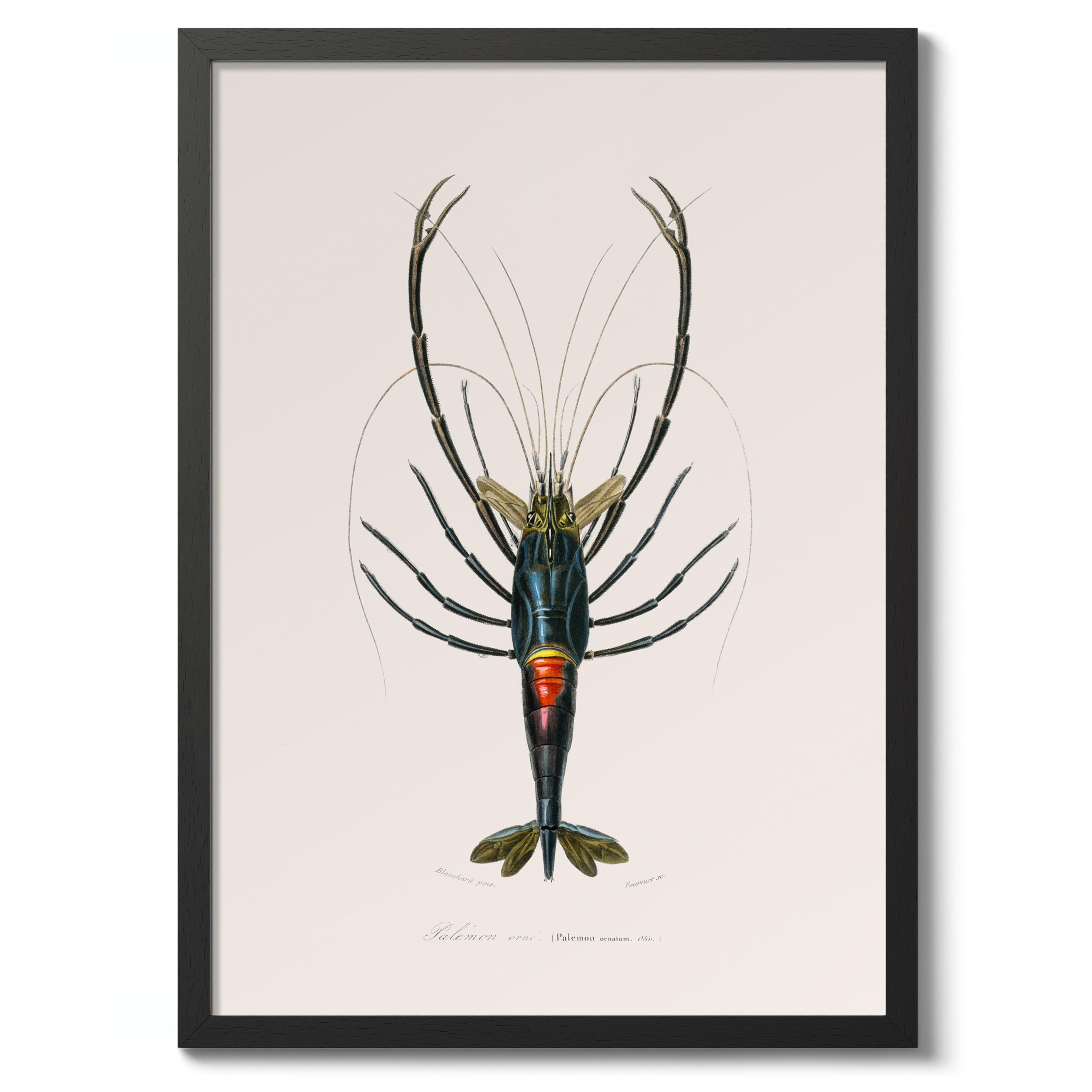Palaemon Charles Dessalines D'Orbigny Poster, Vintage Botanical Prints, Encyclopedia Retro Wall Art Home Decor, Archival Matte, A5 (Black Frame) - 21x14.8cm