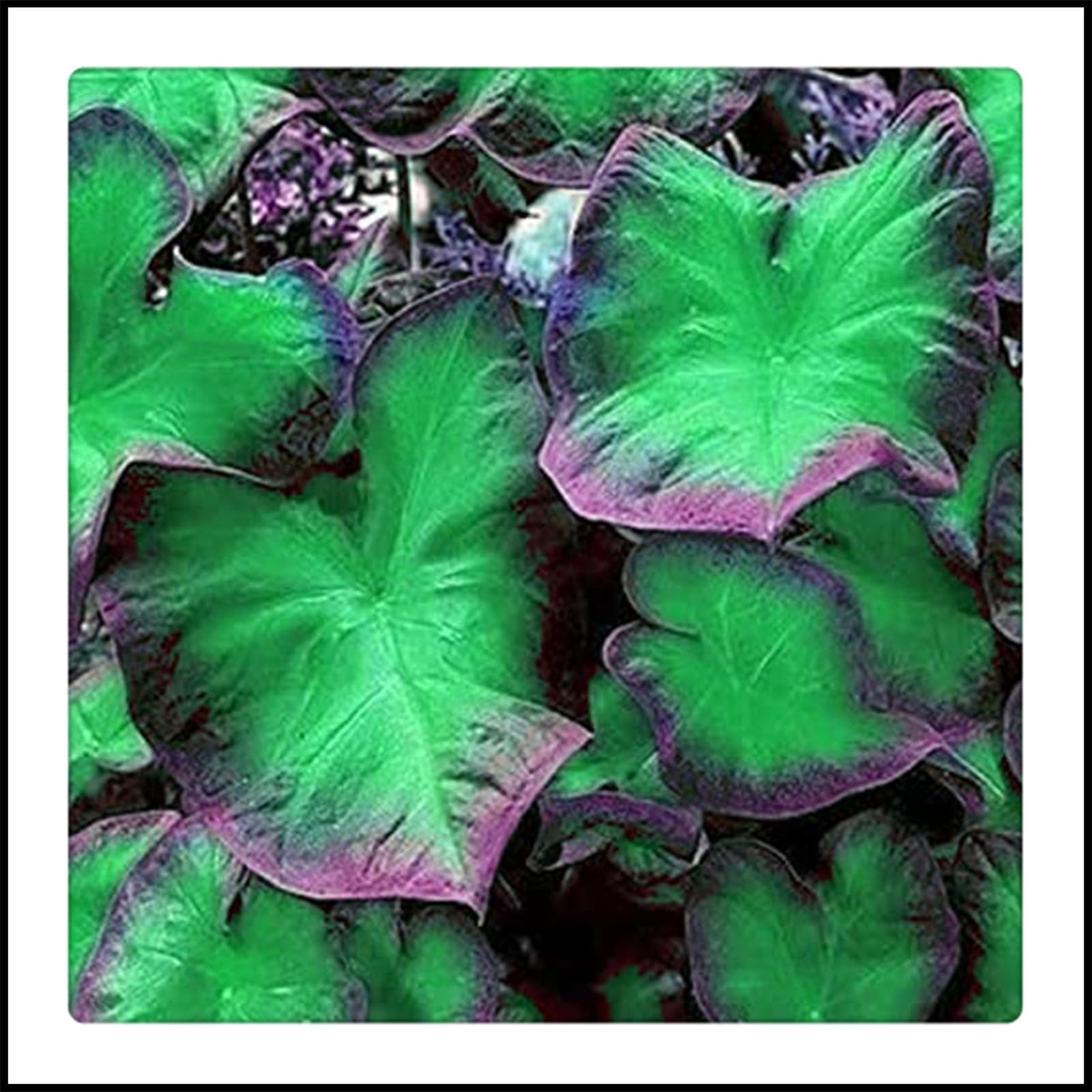 Elefantenohr Zwiebeln 3er Set - Tropische Zierpflanze Mit Riesigen Blättern