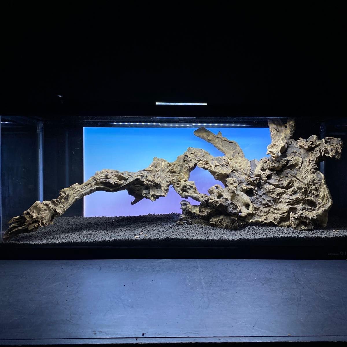 MJW-6434 「特大」ジンジャーウッド　90cm水槽用　天然流木2本セット MJW-6434 特大 ジンジャーウッド 90cm水槽用 天然流木2本セット