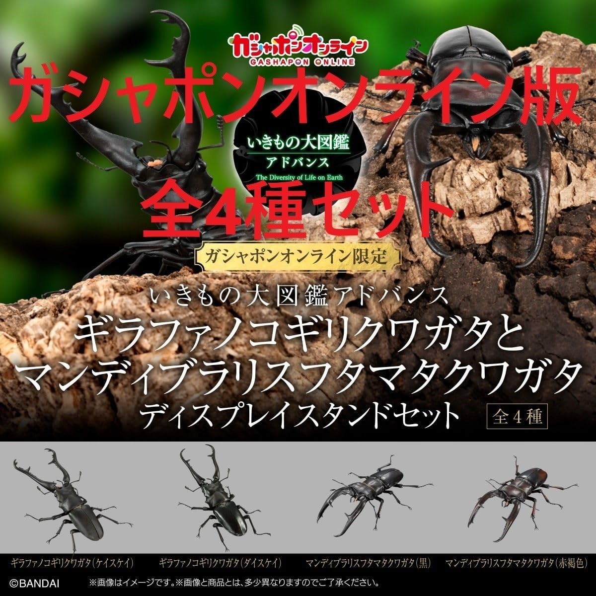 ギラファノコギリクワガタとマンディブラリスフタマタクワガタ