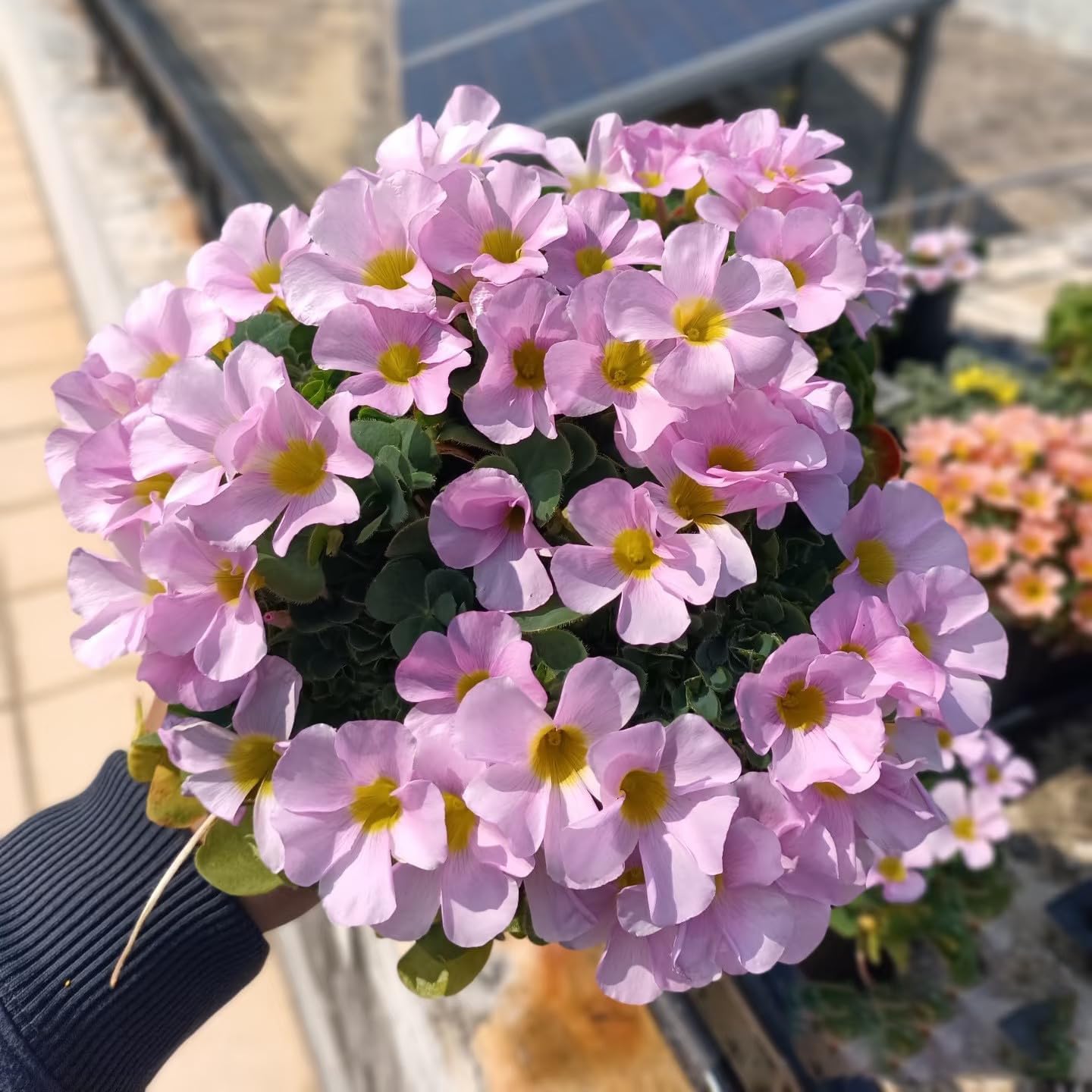 Photo 1 of 12 Pcs Green Shamrock Bulbs Oxalis Triangularis for Planting, Flower Bulbs Indoor Outdoor Year Round Perennial Vibrant Foliage Shamrock Plant Lucky Home Garden Decor