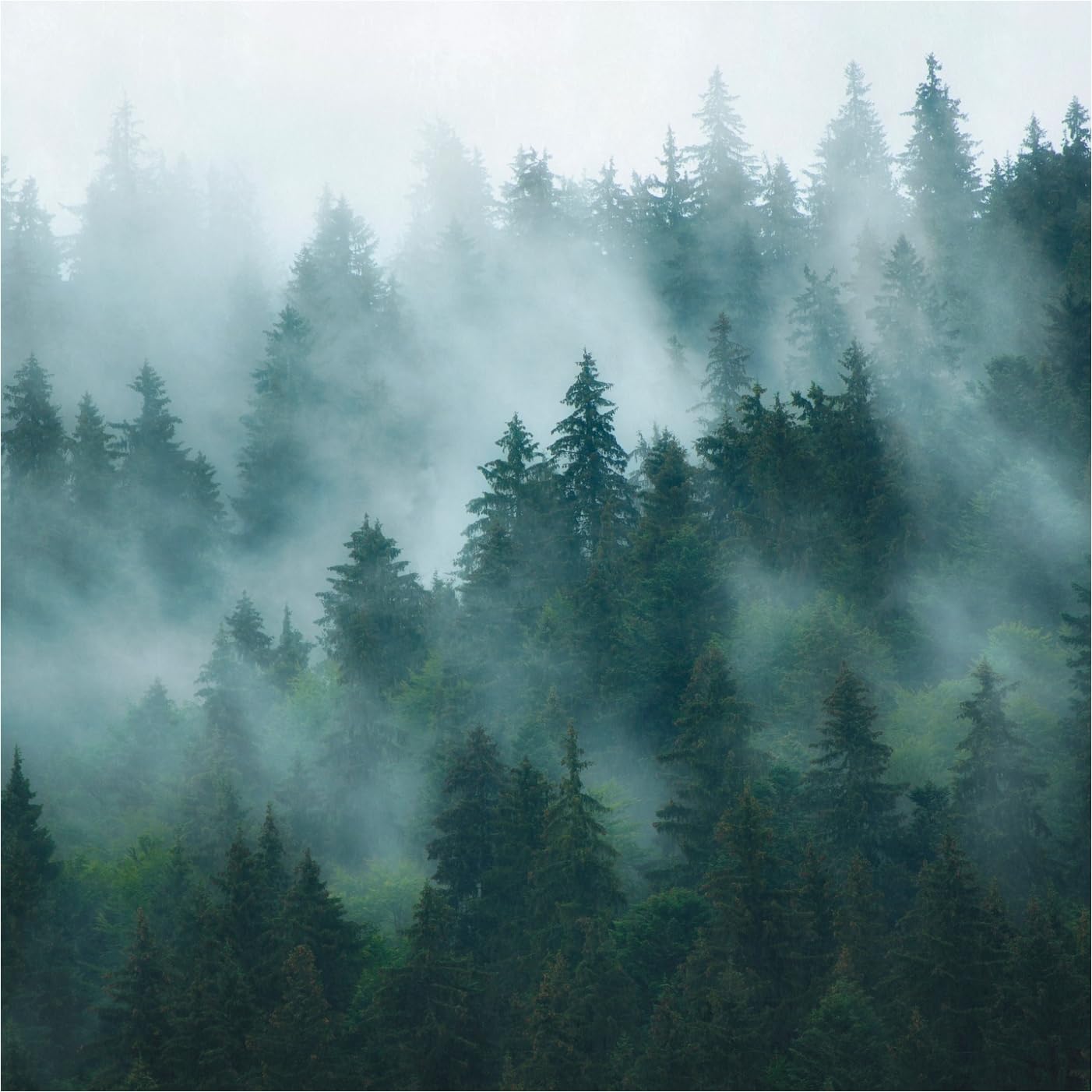 Papier peint photo paysage sylvestre bleu pétrole pour une chambre apaisante