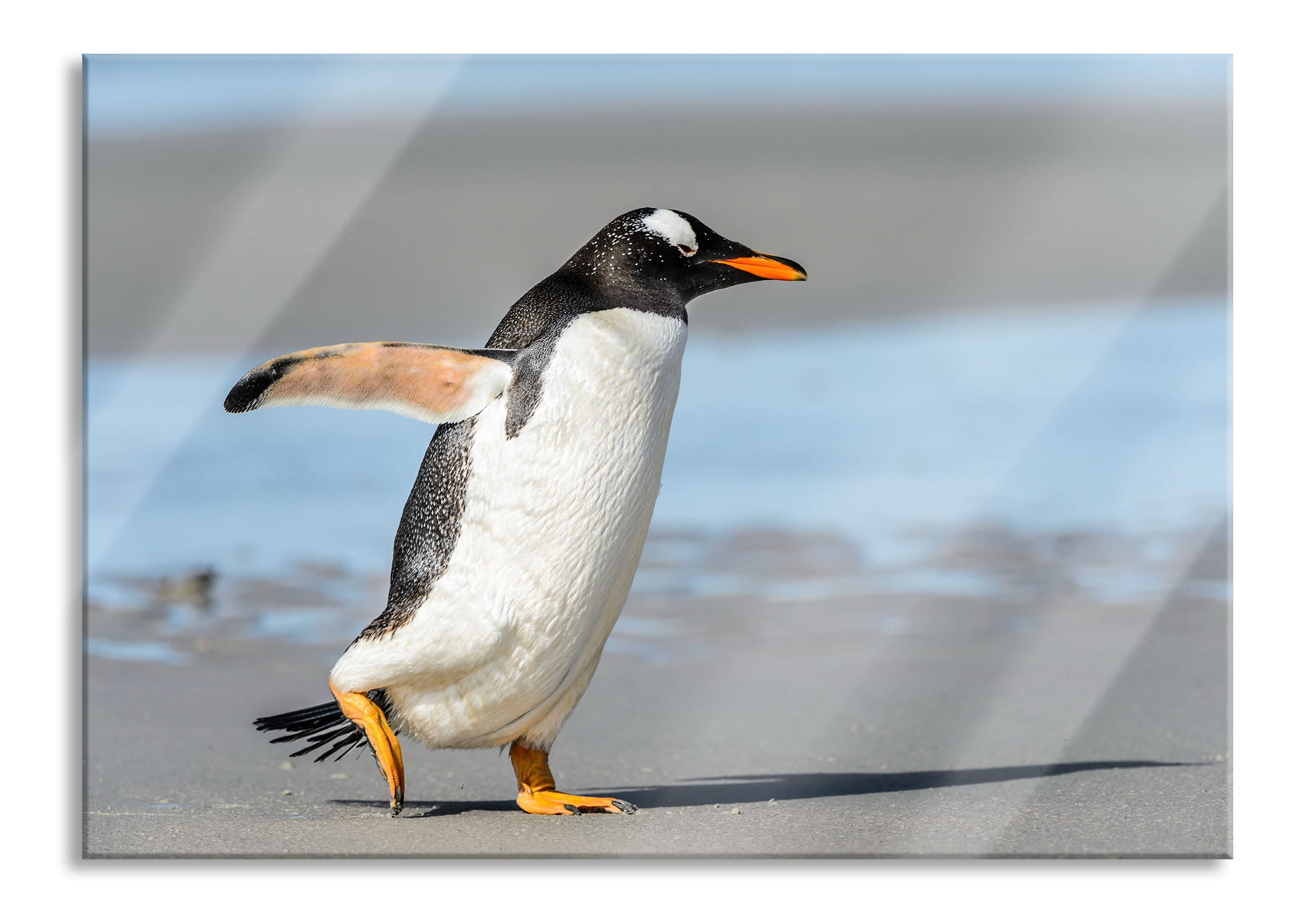 Pixxprint penguin on the beach glass picture | Size: 23,62x15,75 inch | including suspension and spacers