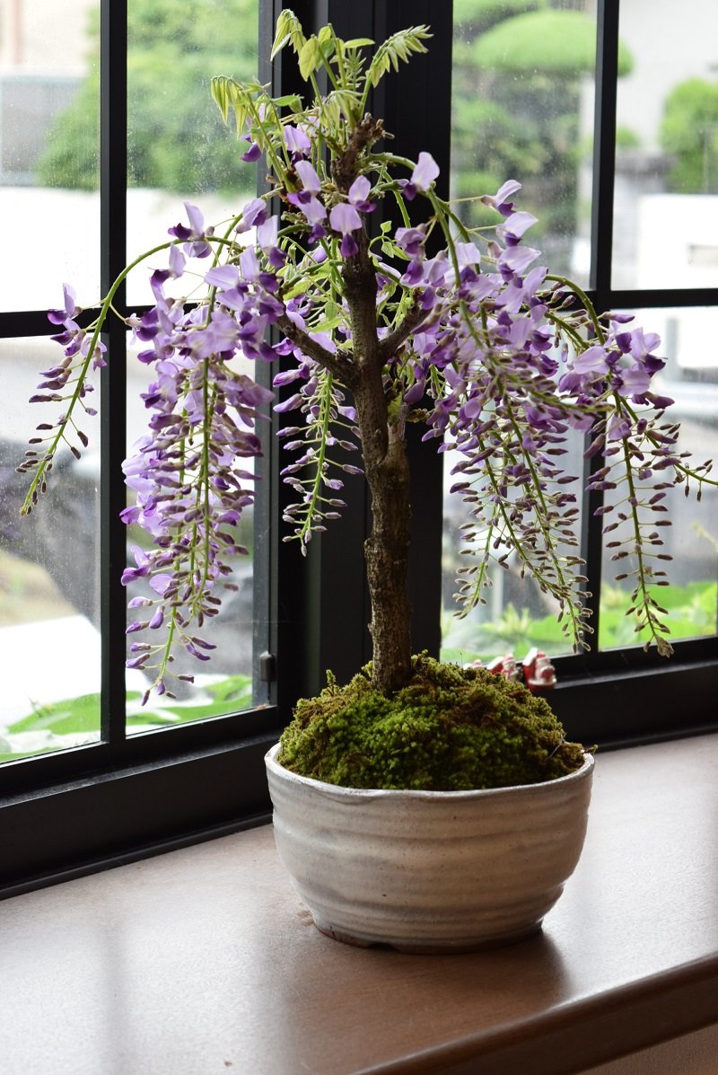 Amazon.co.jp: 母の日ギフトに5月に開花藤盆栽 香りとお花が楽しめる