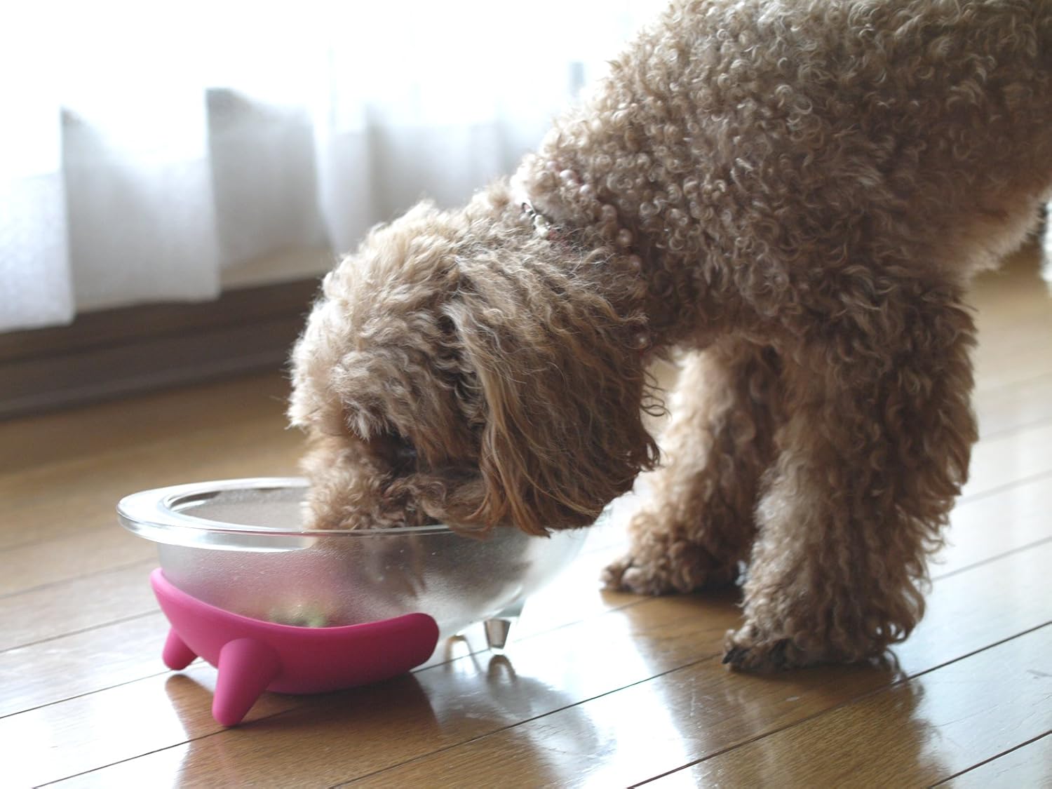 Hario "Wanco" Glass Dog Bowl, 150ml, Cherry Pink