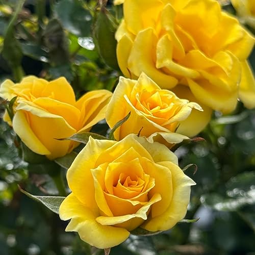 Miniatura 4 de Rosales listos para plantar al aire libre, a raíz desnuda, de 5 a 9 pulgadas de alto, flor de rosa fragante (rosa amarilla)