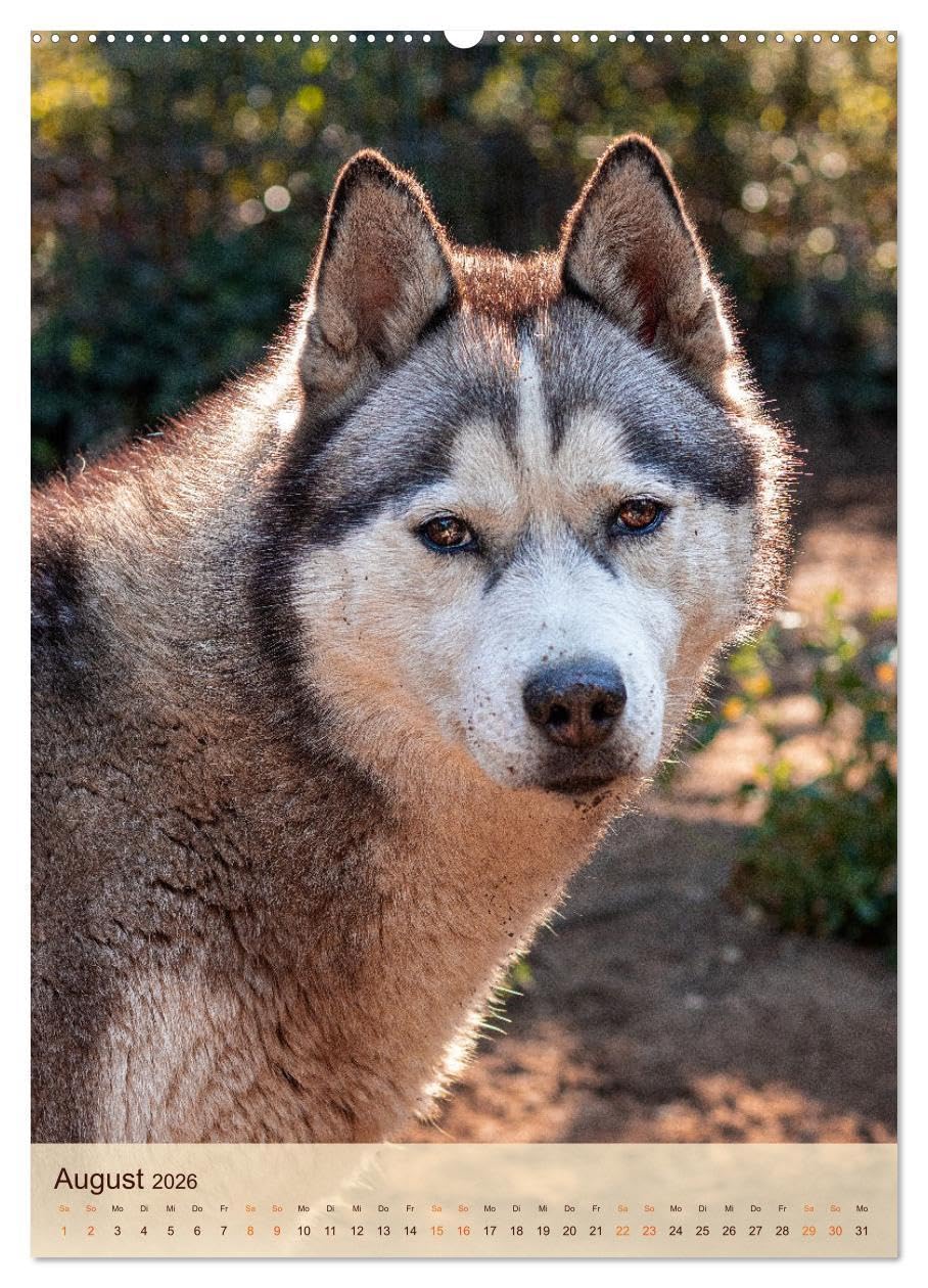 Im Husky-Rudel (Wandkalender 2026 DIN A2 hoch), CALVENDO Monatskalender: Eine charakteristische Bilderserie, die das friedvolle und spielerische ... von Huskies dokumentiert. (CALVENDO Tiere)