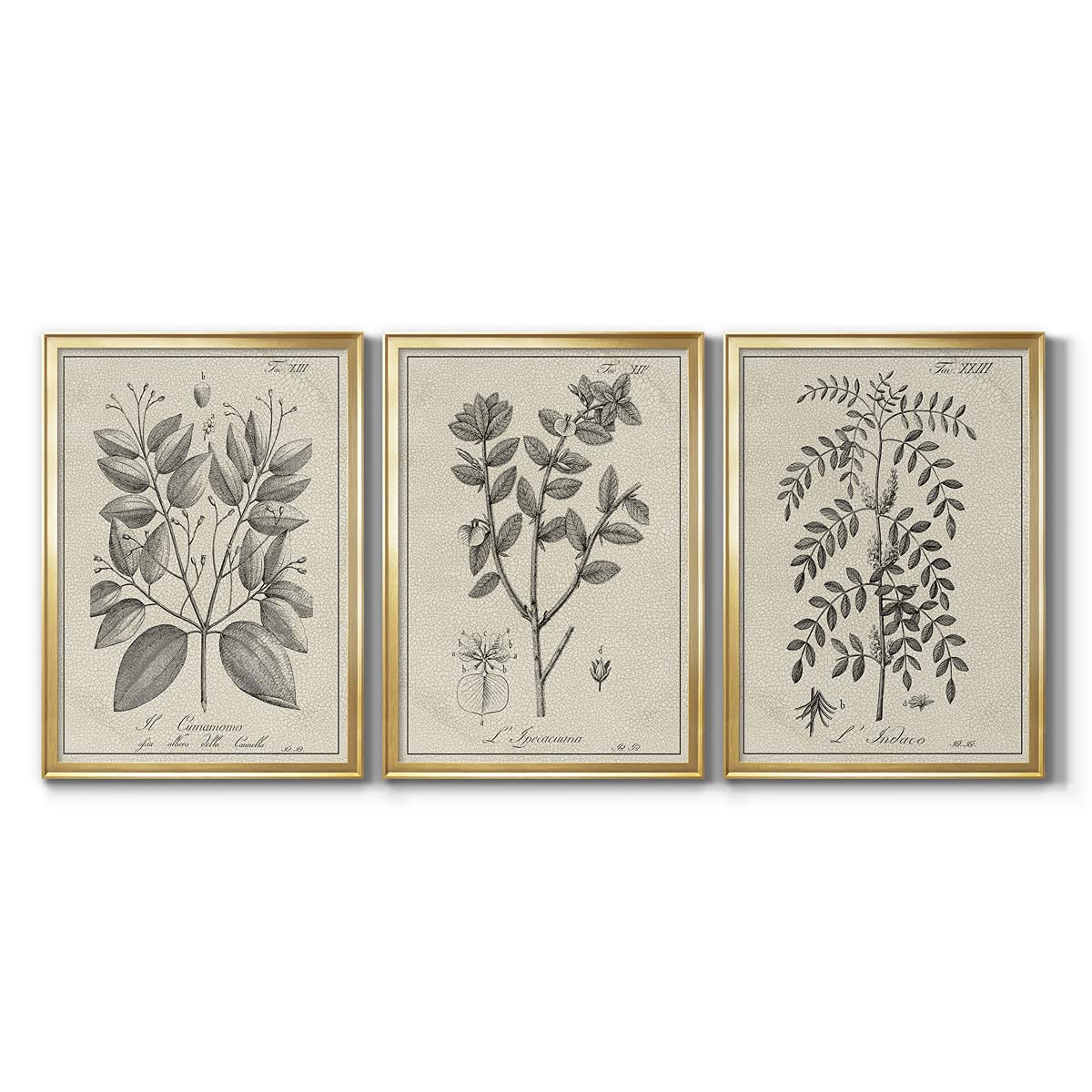 Wall Art, Home Décor, Lifestyle, Travel, Scandanavian, Latin, Antique Black & White Botanical VII Gold Framed Canvas, 3 Pieces, 30X42 x 3 panels