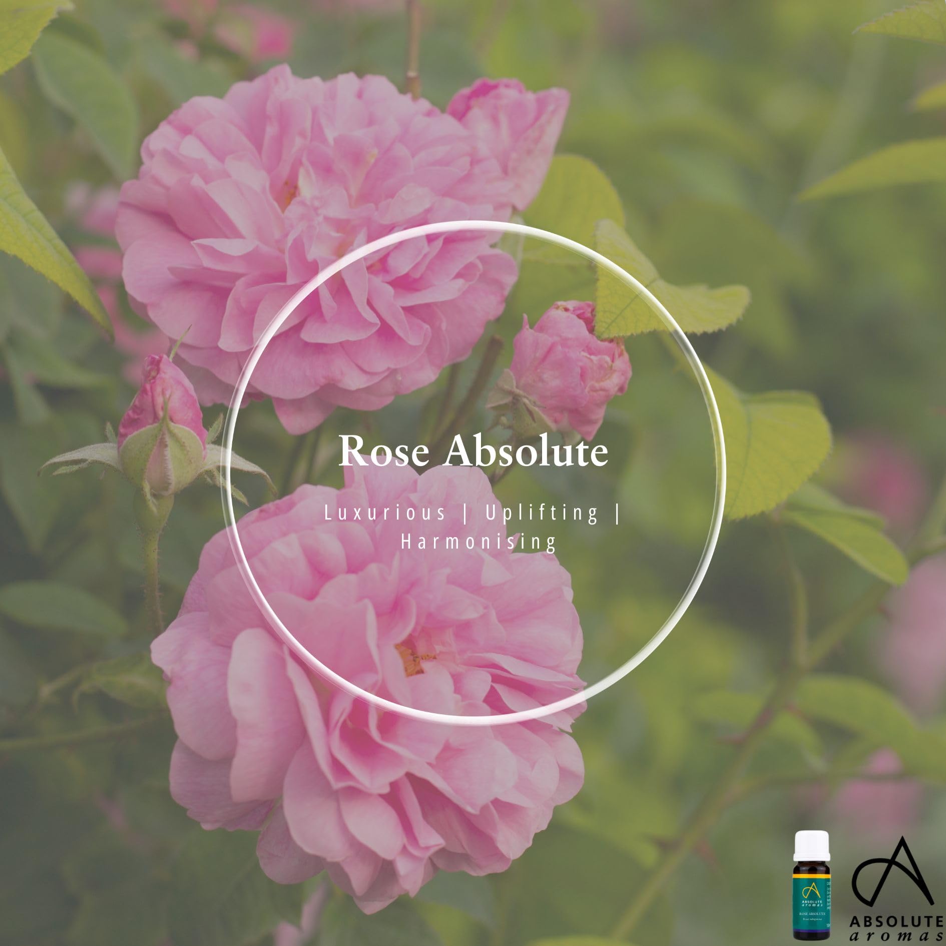 Absolute Aromas Rose Absolutes ätherisches Öl 5 ml - 100% rein, natürlich, unverdünnt, vegan und frei von Tierversuchen - zur Verwendung in Diffusoren und Aromatherapie-Mischungen