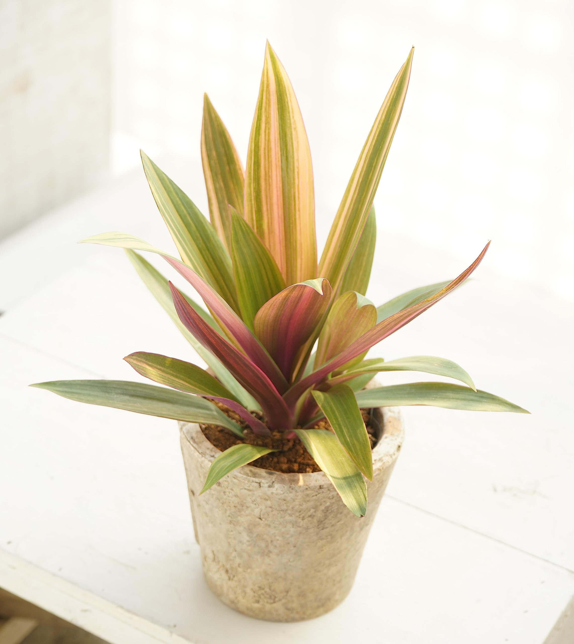 Amazon.co.jp: はなみどり 観葉植物 ムラサキオモト オーロラ ハピネス