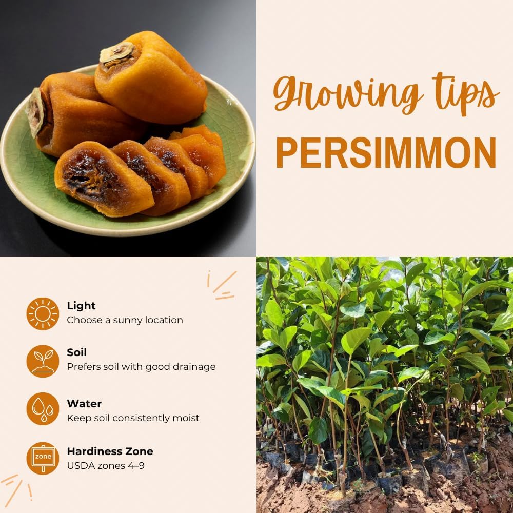 Persimmon Tree Live Plant, Soft Sweet Persimmon Tree, 3 Feet Tall, Hardy Persimmon Fruit Tree for Outdoor Garden, No Ship to CA