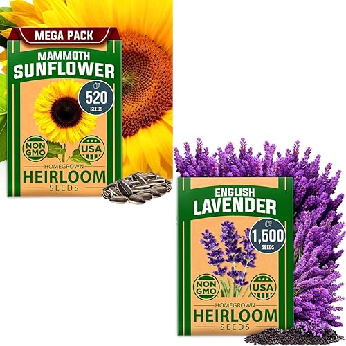 HOME GROWN Kit de semillas de lavanda y girasol, paquete de 2 con 1,500 lavanda inglesa y más de 520 semillas de girasol de mamut sin OMG de EE.