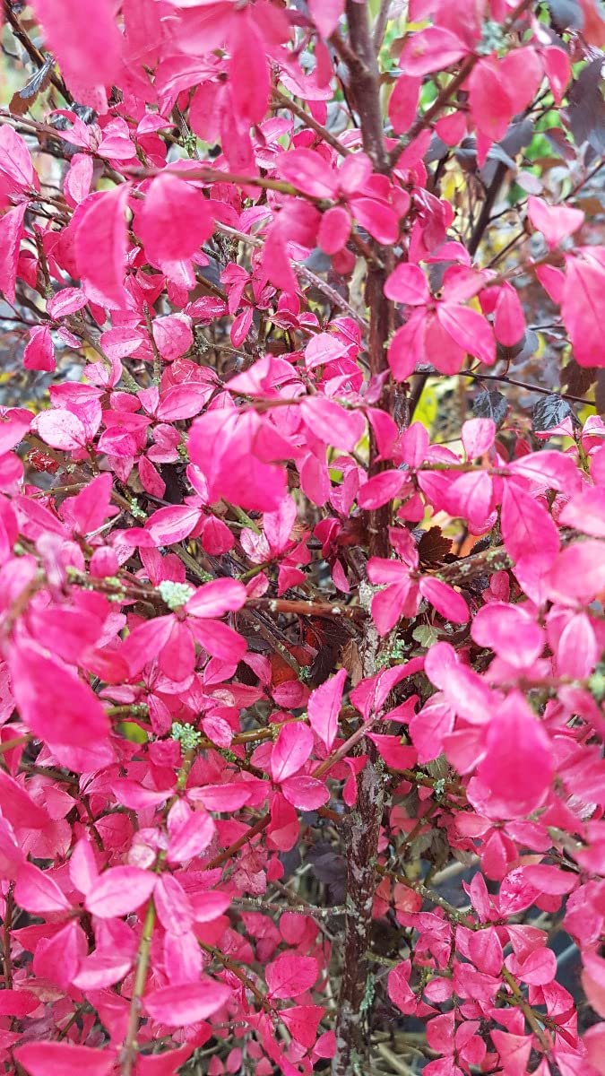 Euonymus alatus/Fusain à bois ailé/Conteneur de 7 à 10 litres