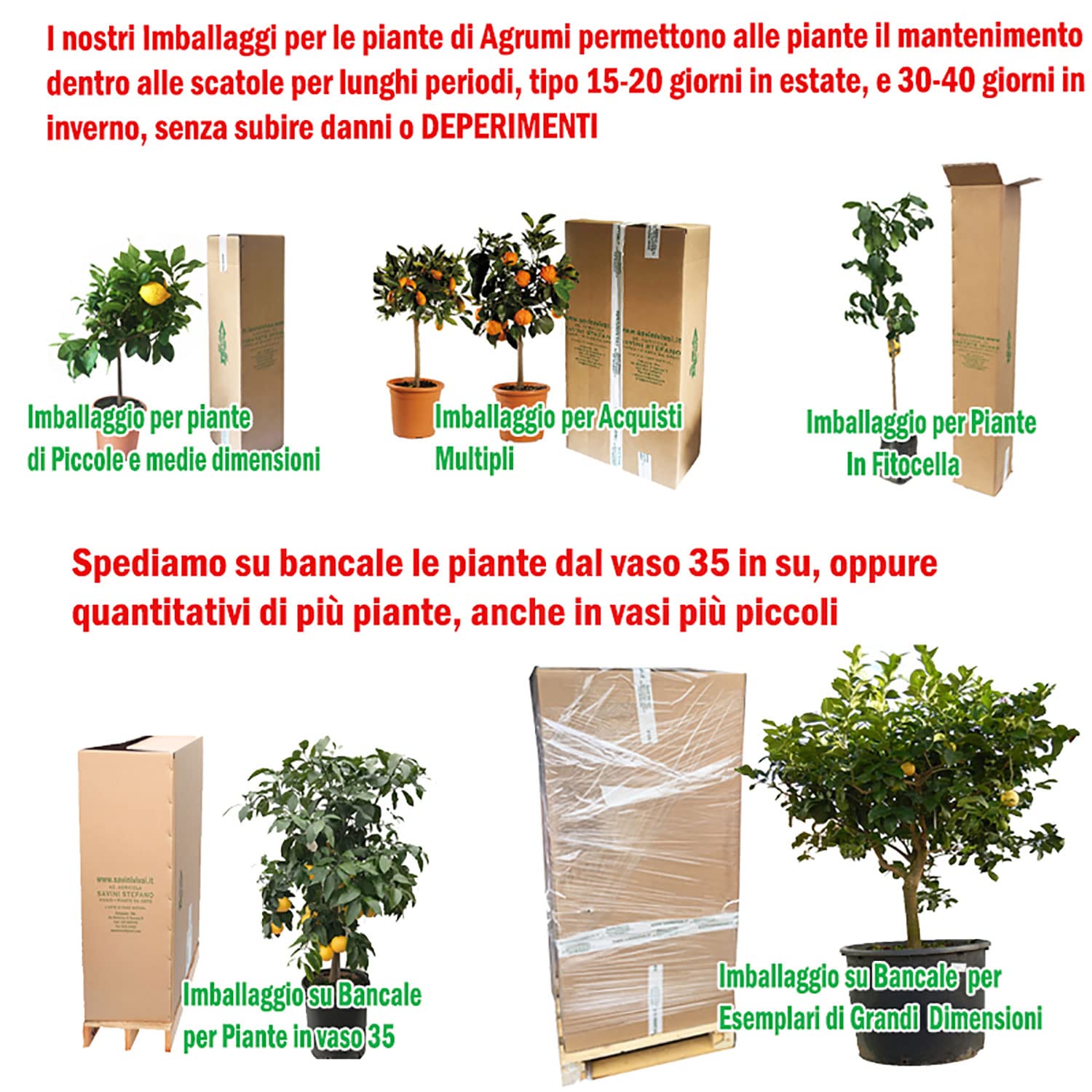 SAVINI VIVAI Pianta di Limone Albero Agrumi Carrubaro Limone ad Alberello in Vaso da 20 cm altezza 70 cm 2-3 Anni di innesto Made Italy