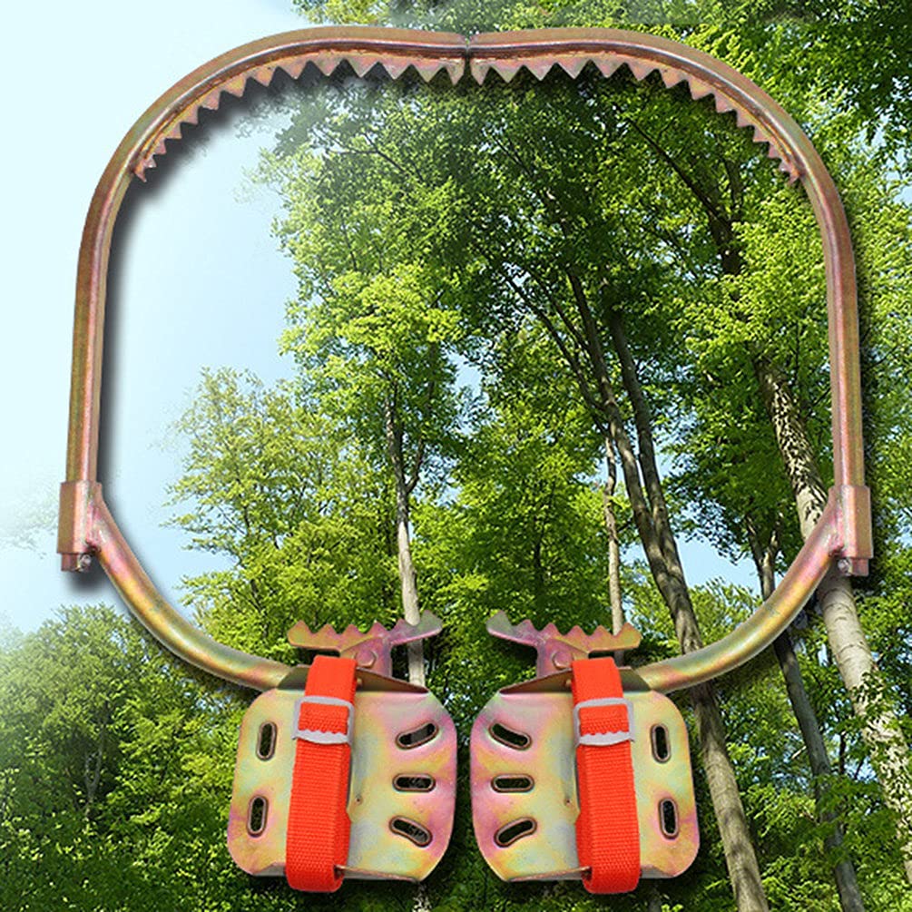 Pointes d'escalade pour arbres et récolte de noix de coco en forêt