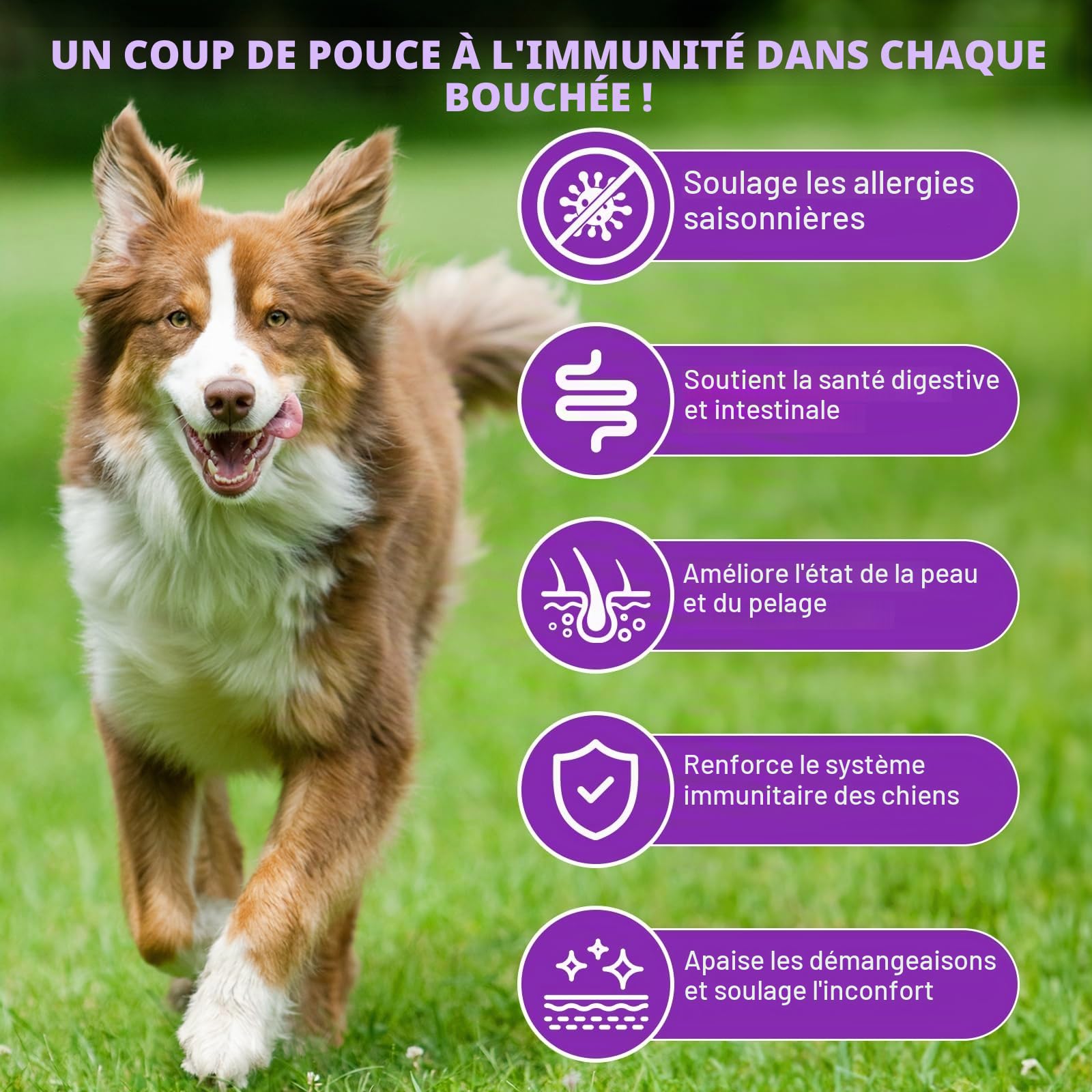 Comprimés à Mâcher pour Chiens Contre Les Allergies, Soulage Les Démangeaisons Cutanées, Renforcent l'immunité, Soulagent Les Allergies Saisonnières et Favorisent Une Peau et Un Pelage Sains, 150pc
