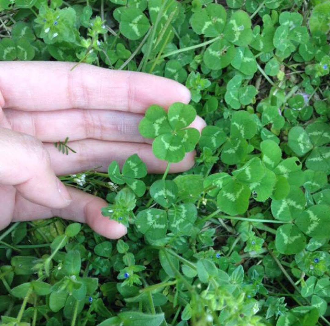 Amazon.co.jp: 春まき 無農薬 四つ葉も出るかも◇ クローバー の