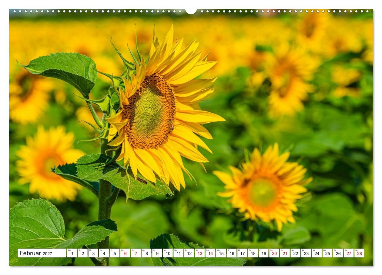 CALVENDO · Sonnenblumen - ein ganzes Jahr voller (Kalender 2027) | DIN A2 Querformat · Wandkalender · Sonnenschein · 13 wunderschöne Sonnenblumenfotos sorgen das ganze Jahr für gute Laune
