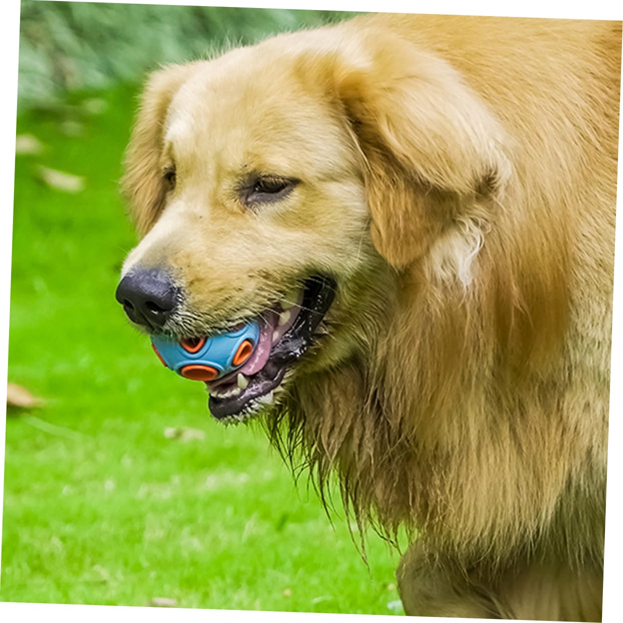 Angoily Interaktives Kauspielzeug Für Hunde 2er-Pack Backenzahnspielzeug Geräuschreinigung Orange