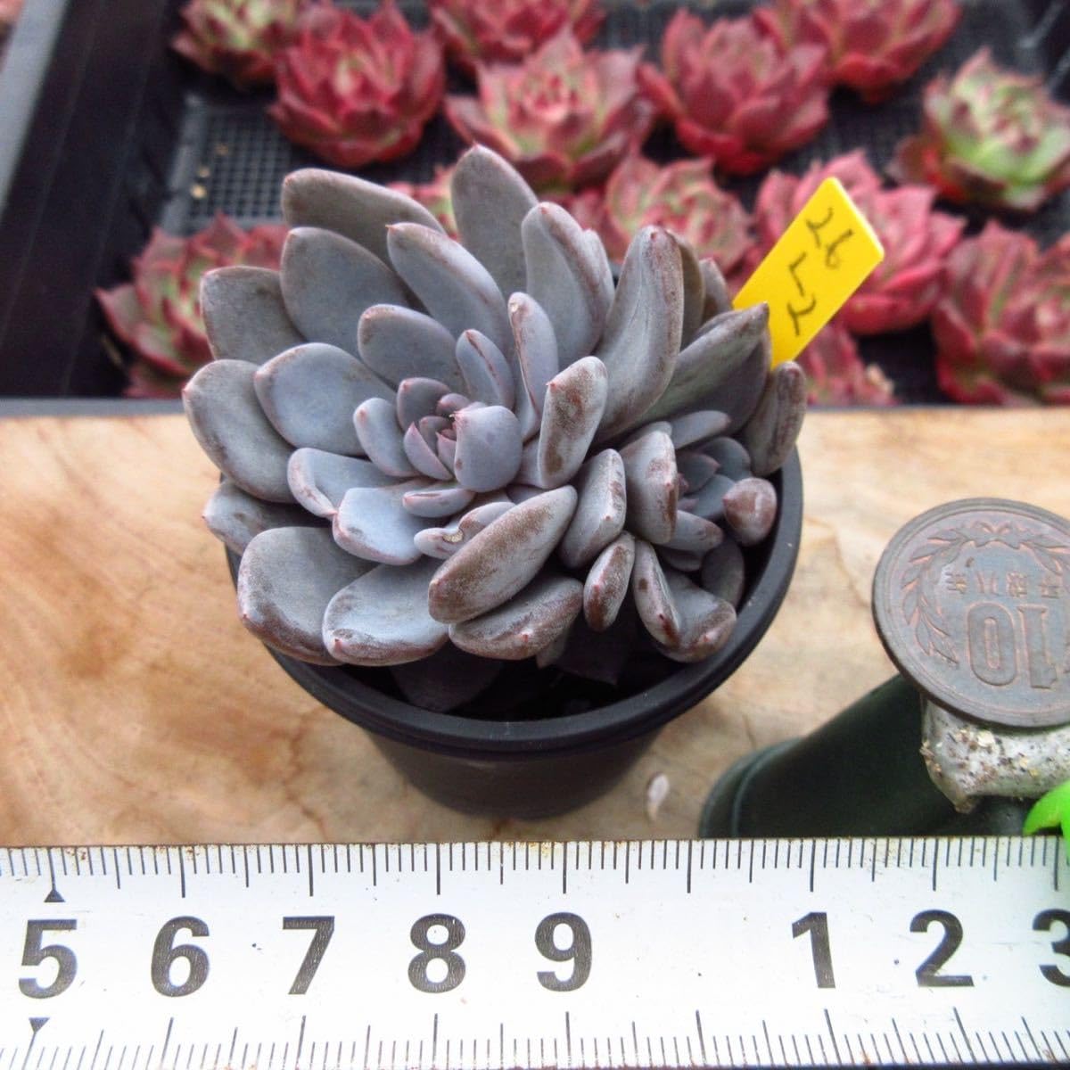Amazon.co.jp: 多肉植物 ルル 双頭 大苗 レア苗 韓国苗 美苗 Amazon.co.jp: 多肉植物 ルル 双頭 大苗 レア苗 韓国苗 美苗