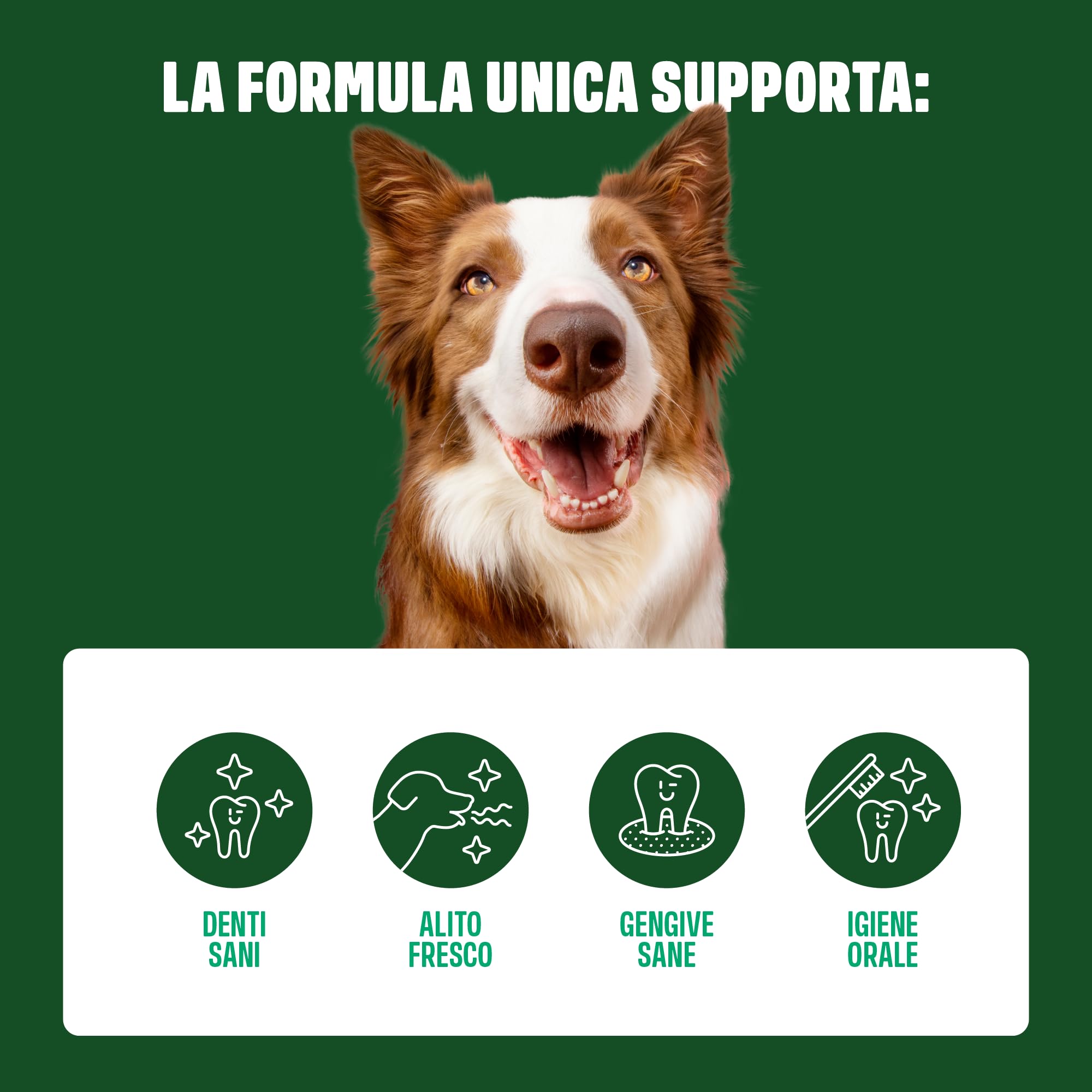 ivvi dental - snack per l'igiene dentale dei cani. Menta, prezzemolo, finocchio, camomilla, olio di cocco, alghe brune. 60 snack con pollo. Favorisce denti sani, alito fresco e gengive sane