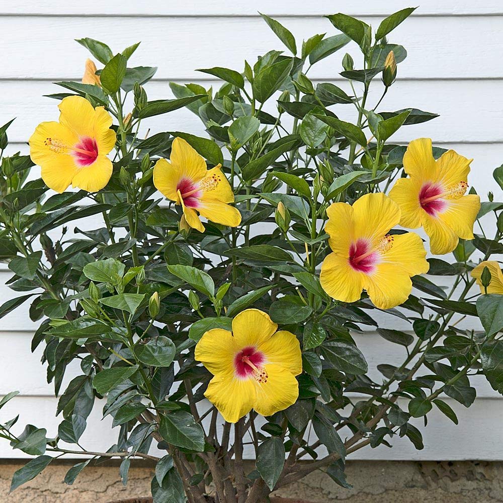 BHAJANLAL GREENERY® Live Gudhal/Hibiscus Flower Plant With Pot - Beautiful Decorative Outdoor (YELLOW FLOWER PLANT) (B08QDQ7CY6) Amazon Price History, Amazon Price Tracker